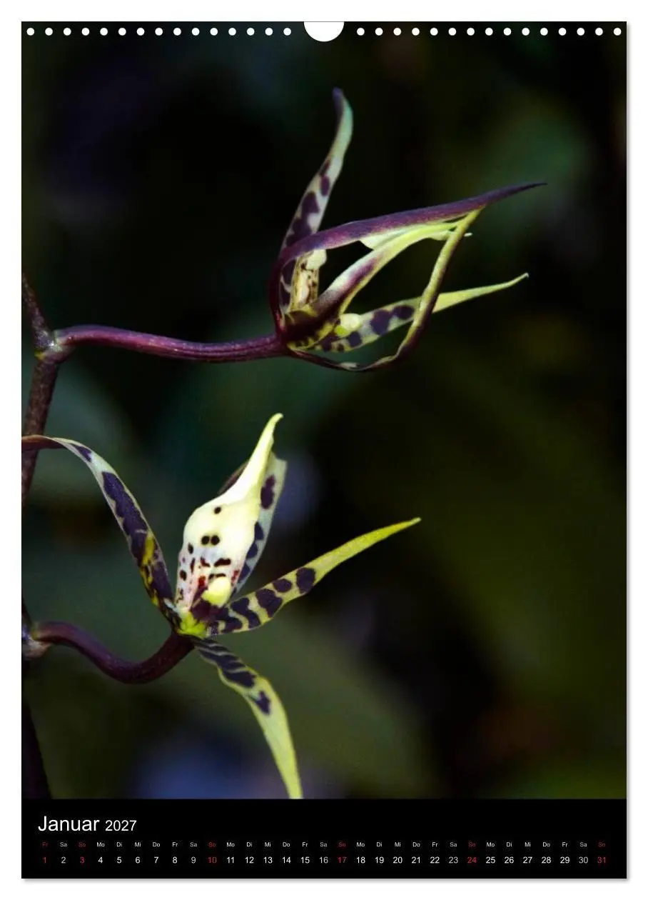 Bild: 9783594226971 | Faszination Orchideen (Wandkalender 2027 DIN A3 hoch), CALVENDO...