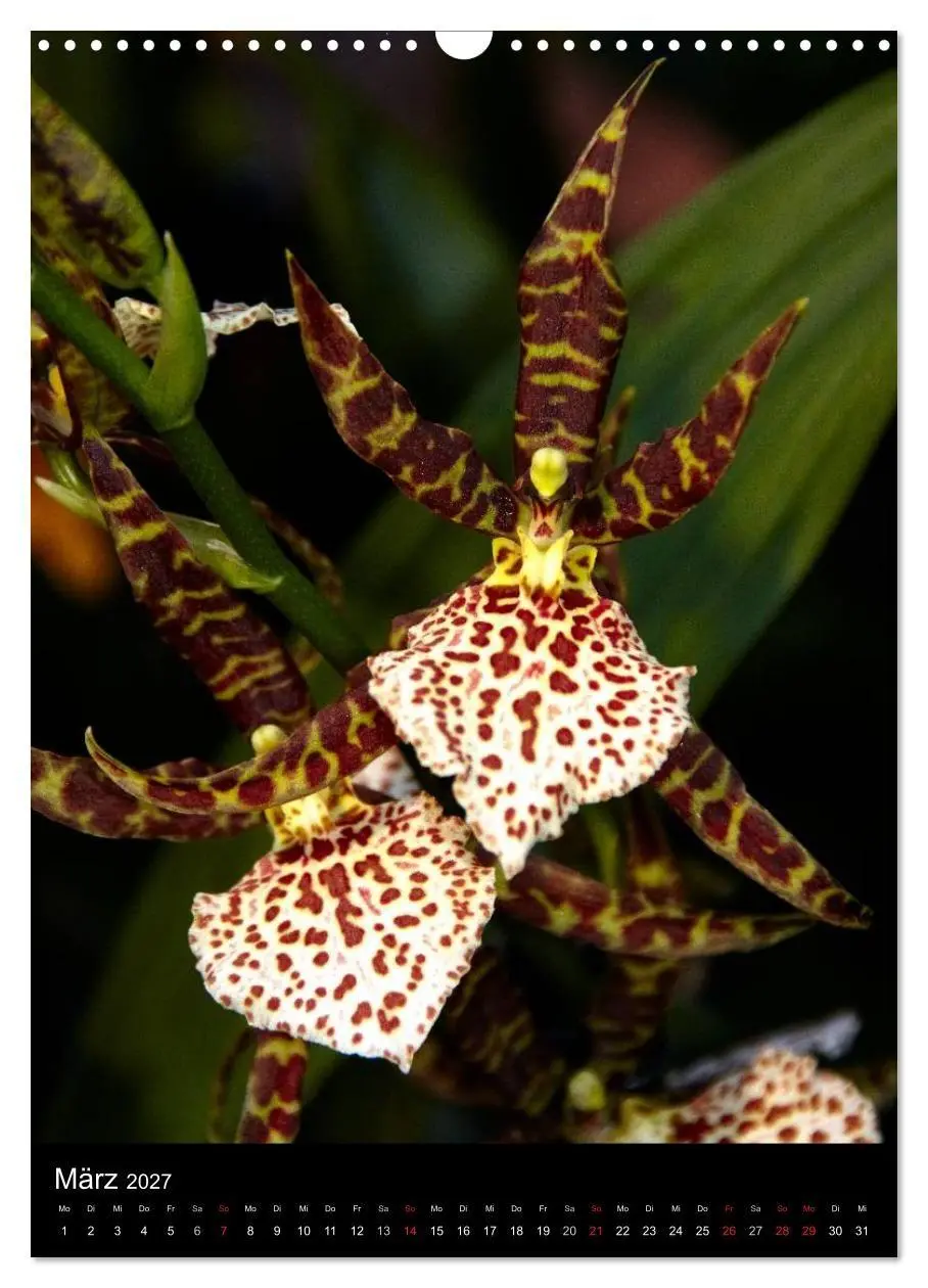 Bild: 9783594226971 | Faszination Orchideen (Wandkalender 2027 DIN A3 hoch), CALVENDO...
