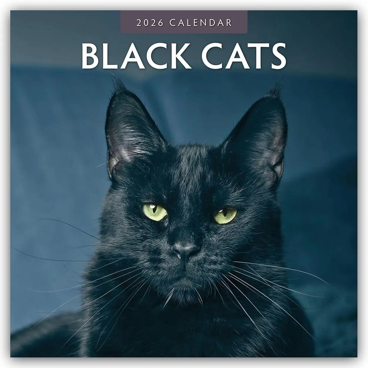 Cover: 9781804427071 | Black Cats - Schwarze Katzen 2026 - 16-Monatskalender | Robin Red
