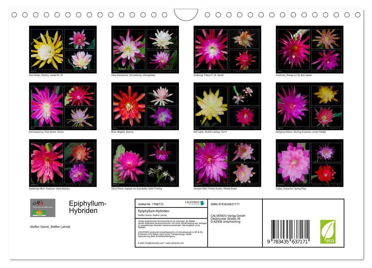 Bild: 9783435637171 | Epiphyllum-Hybriden (Wandkalender 2025 DIN A4 quer), CALVENDO...
