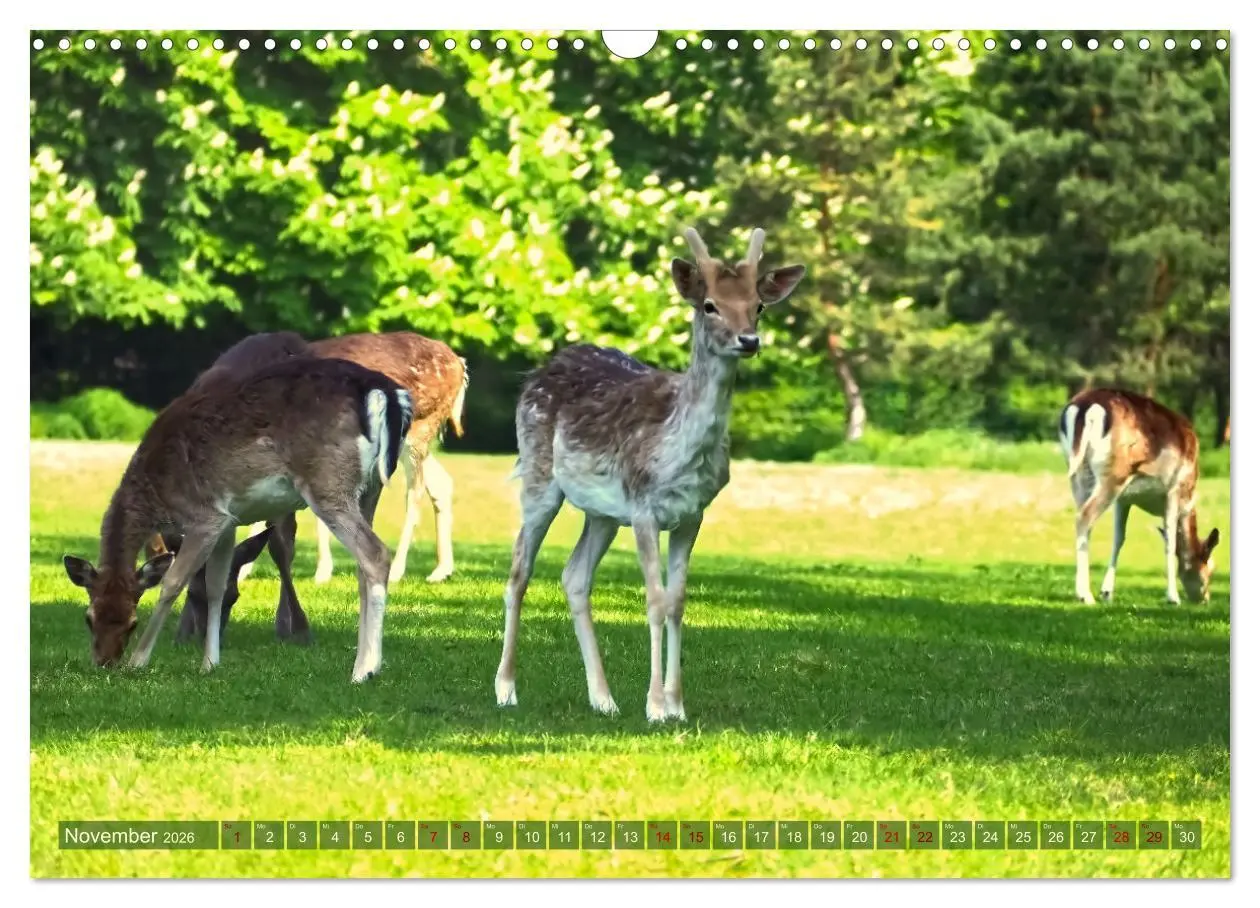 Bild: 9783457587171 | Damwild - stolze Tiere des Waldes hautnah (Wandkalender 2026 DIN A3...