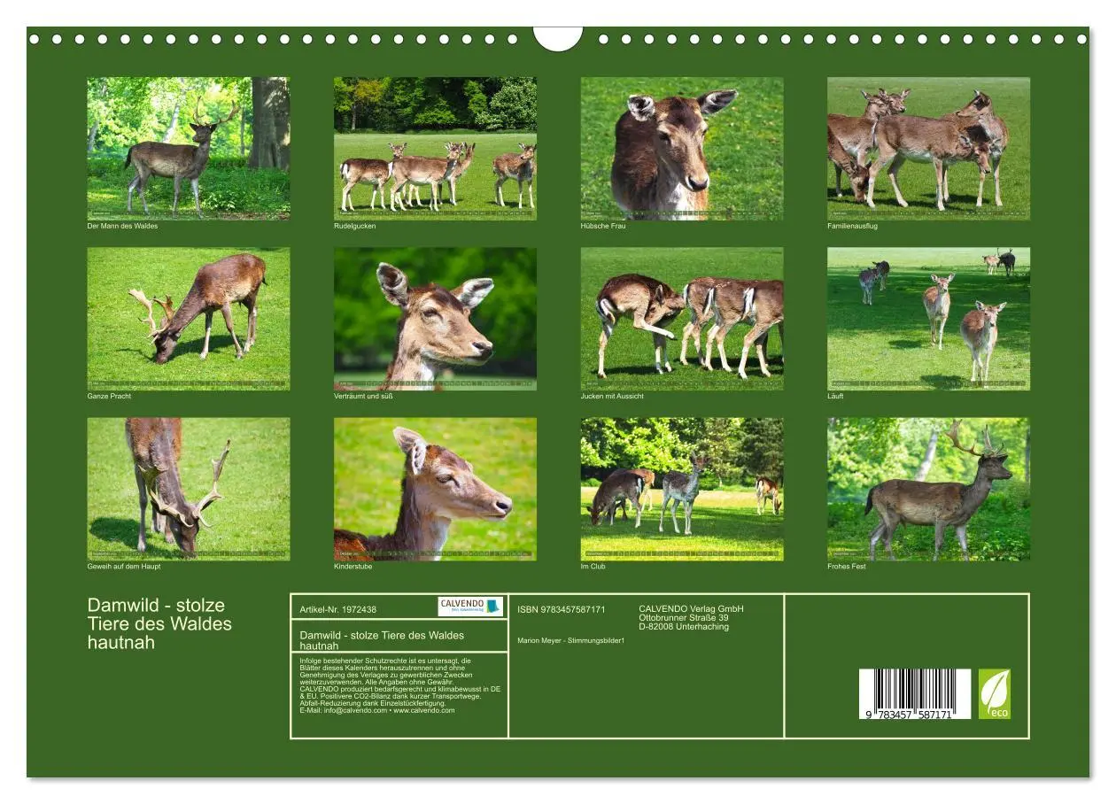 Bild: 9783457587171 | Damwild - stolze Tiere des Waldes hautnah (Wandkalender 2026 DIN A3...
