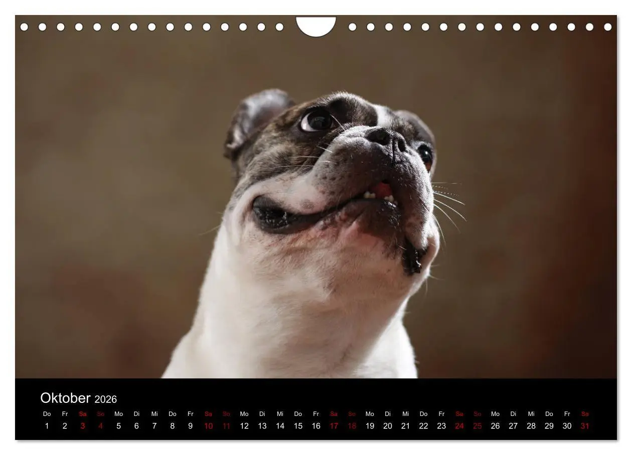 Bild: 9783457897171 | Charme auf vier Pfoten - Französische Bulldoggen Portraits...