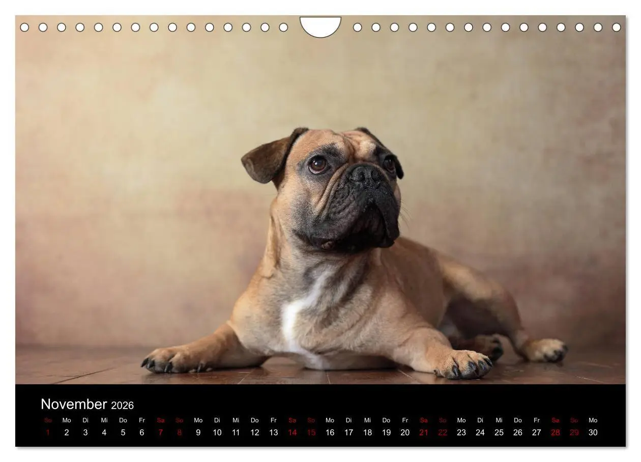 Bild: 9783457897171 | Charme auf vier Pfoten - Französische Bulldoggen Portraits...