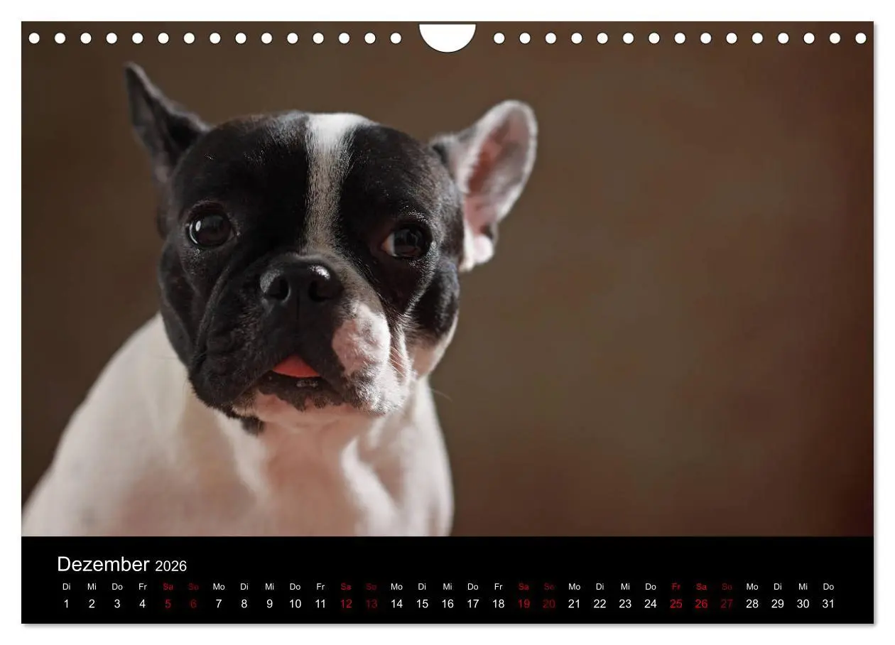 Bild: 9783457897171 | Charme auf vier Pfoten - Französische Bulldoggen Portraits...
