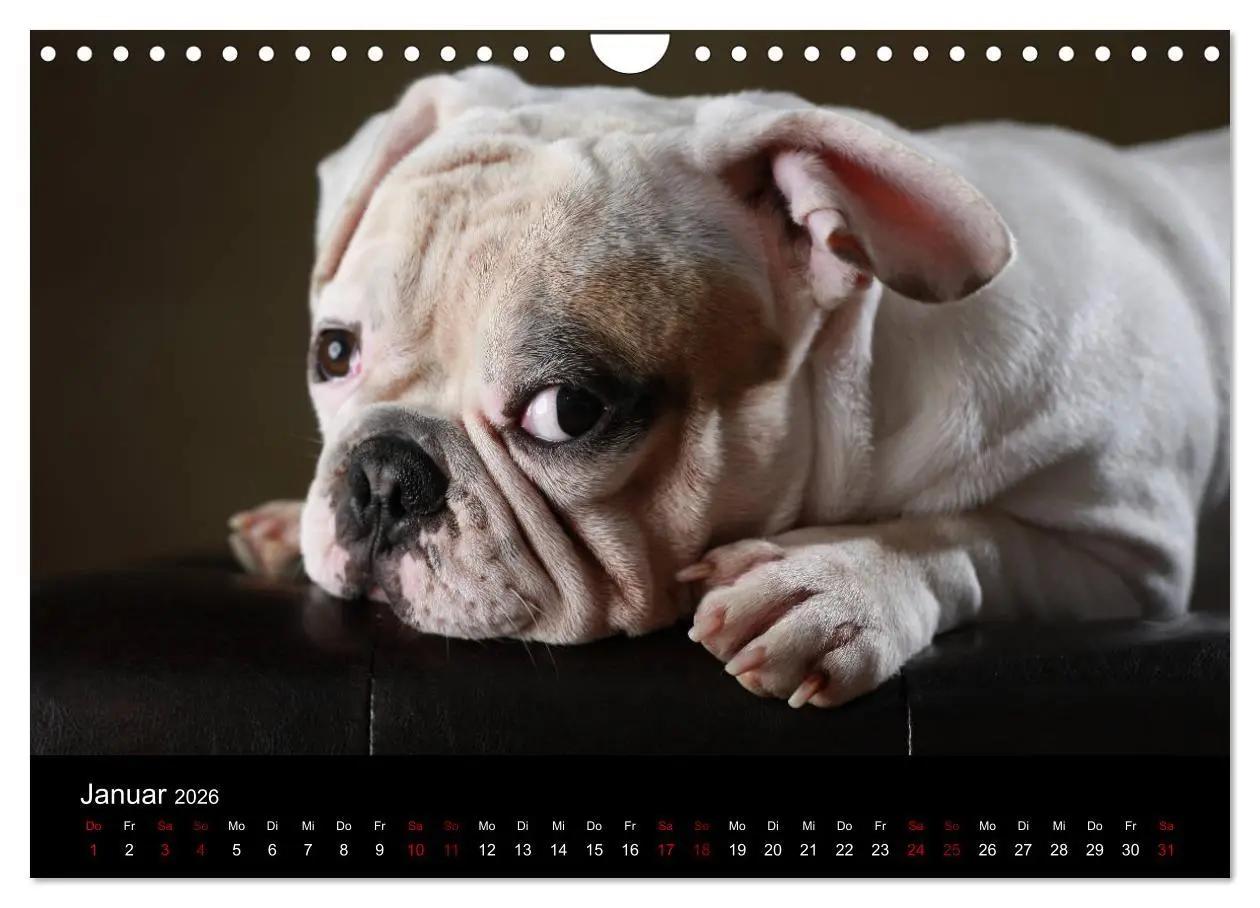Bild: 9783457897171 | Charme auf vier Pfoten - Französische Bulldoggen Portraits...