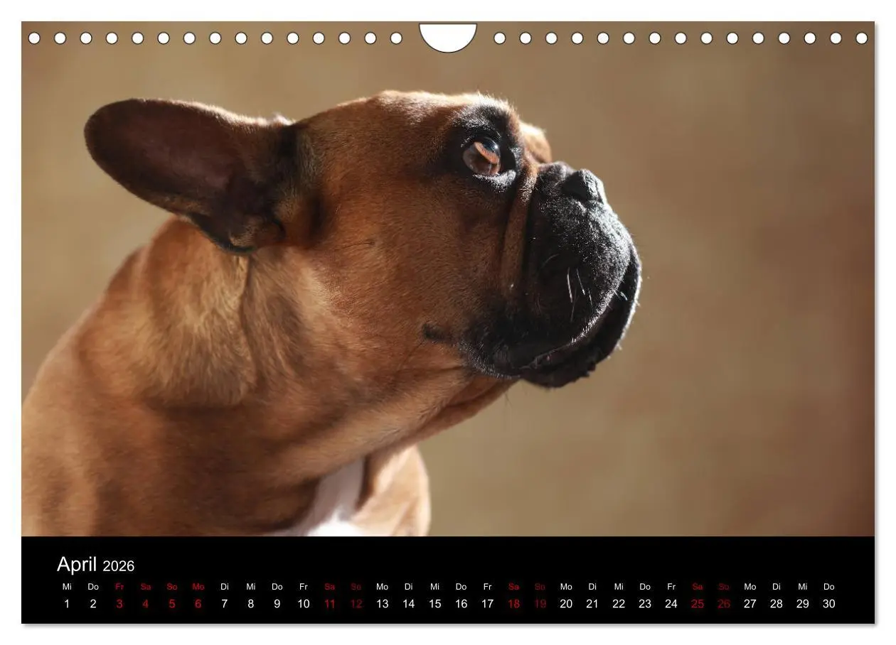 Bild: 9783457897171 | Charme auf vier Pfoten - Französische Bulldoggen Portraits...