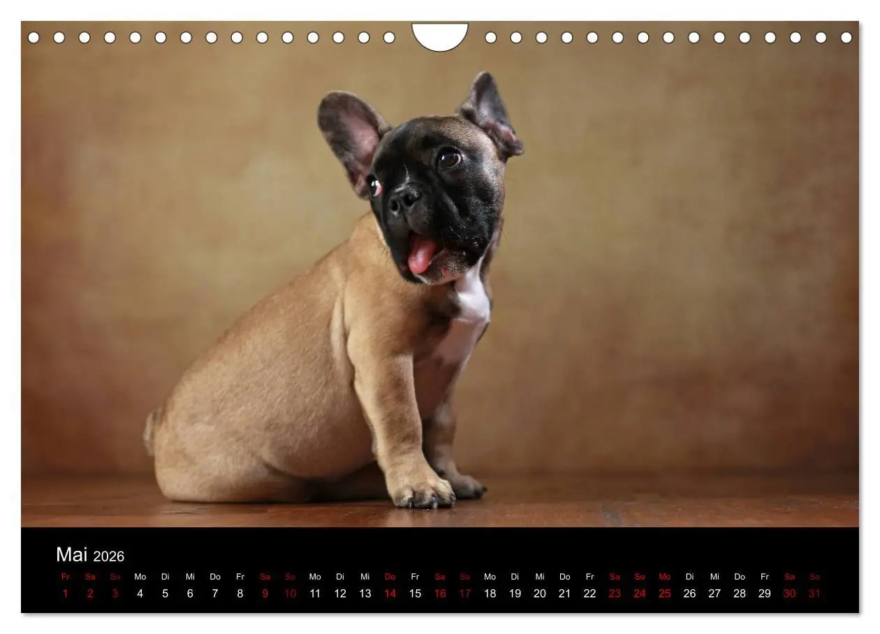 Bild: 9783457897171 | Charme auf vier Pfoten - Französische Bulldoggen Portraits...