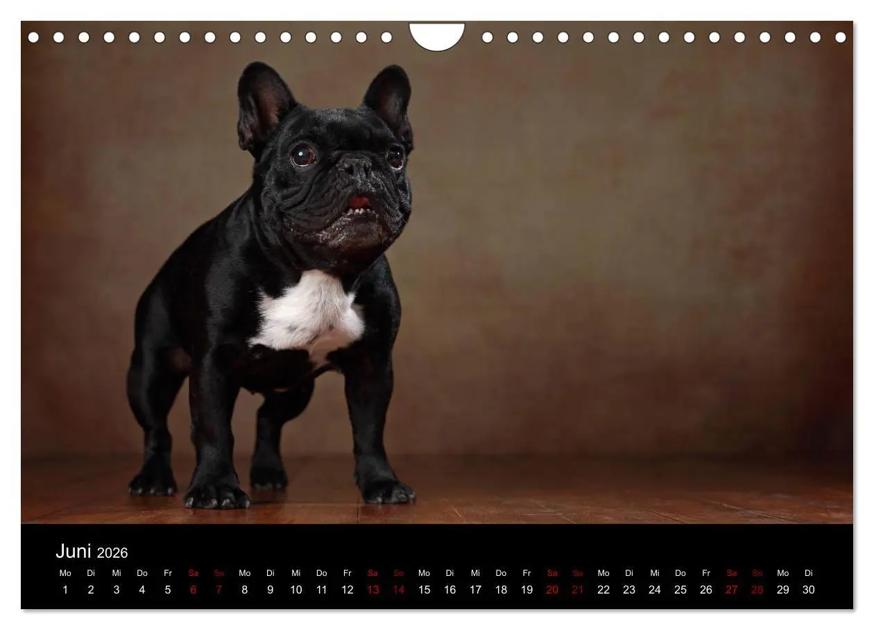 Bild: 9783457897171 | Charme auf vier Pfoten - Französische Bulldoggen Portraits...