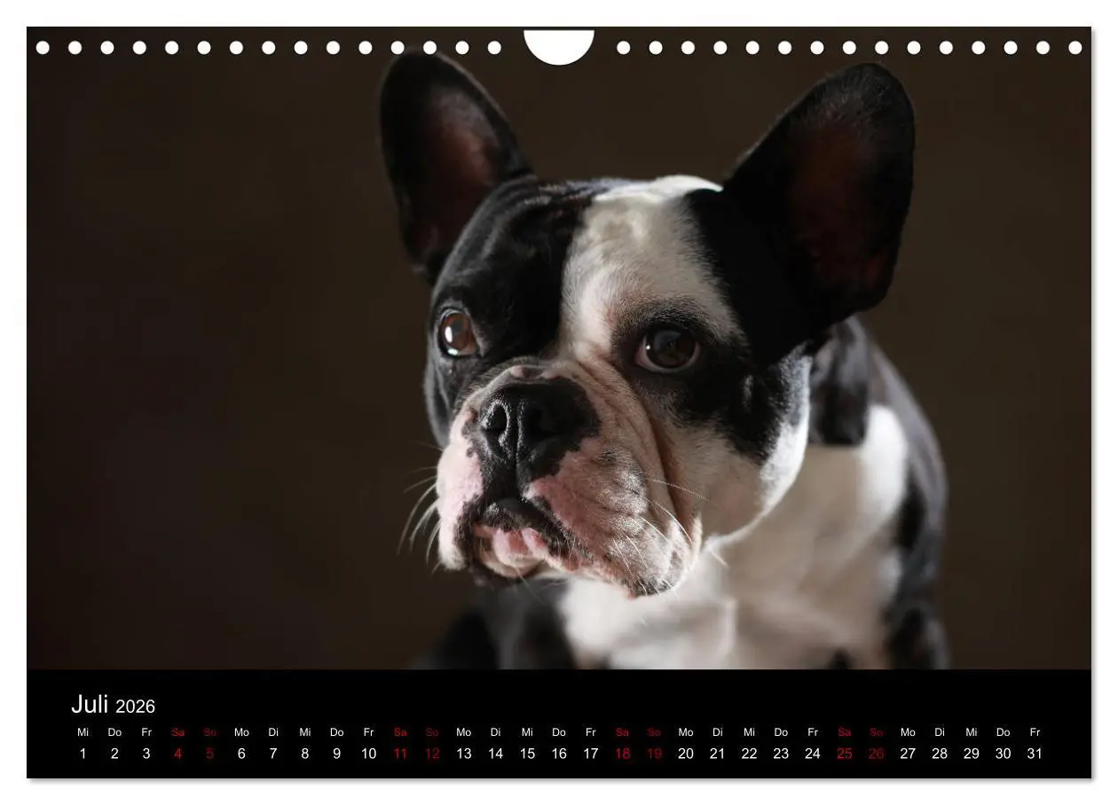 Bild: 9783457897171 | Charme auf vier Pfoten - Französische Bulldoggen Portraits...