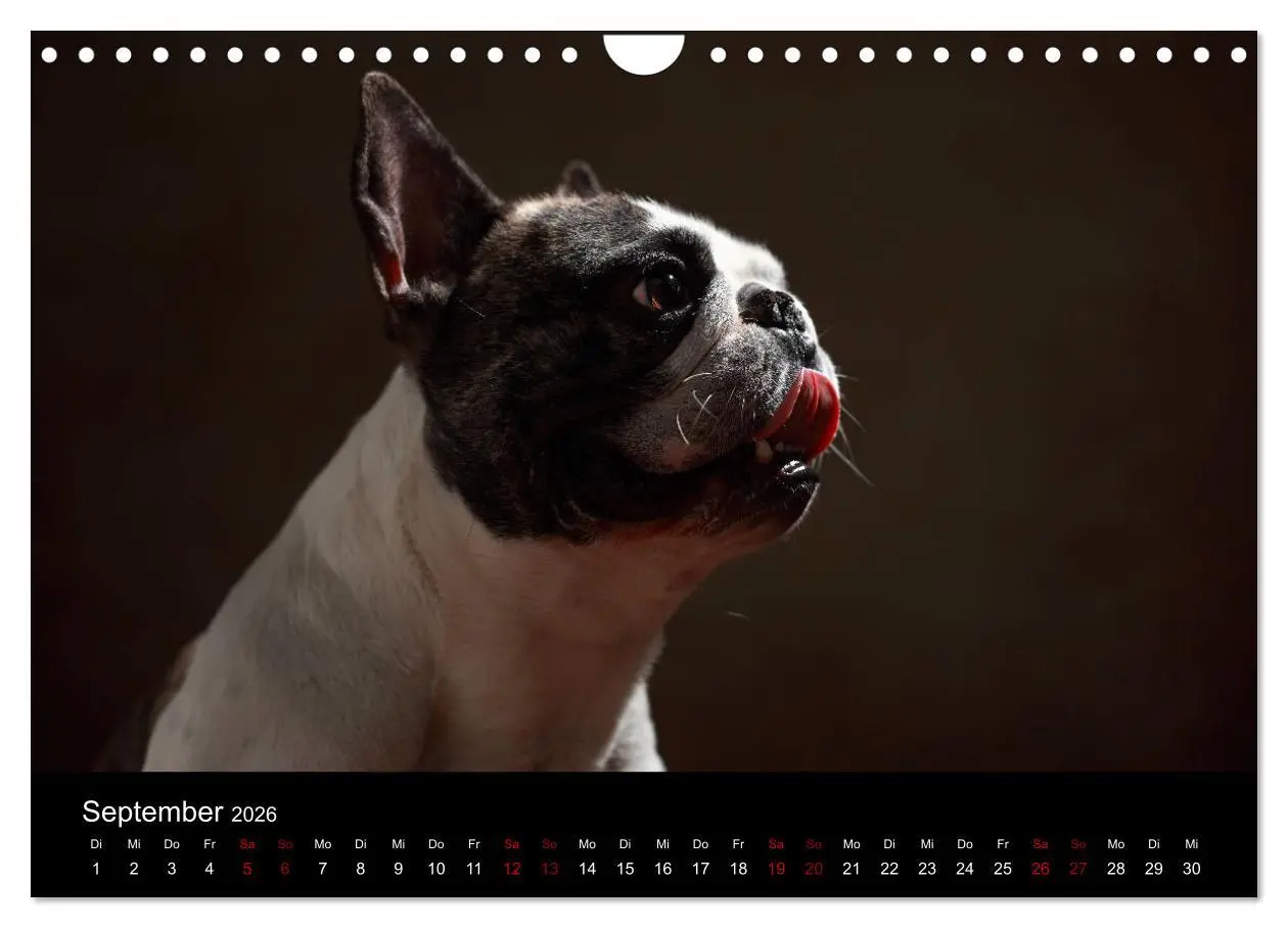 Bild: 9783457897171 | Charme auf vier Pfoten - Französische Bulldoggen Portraits...