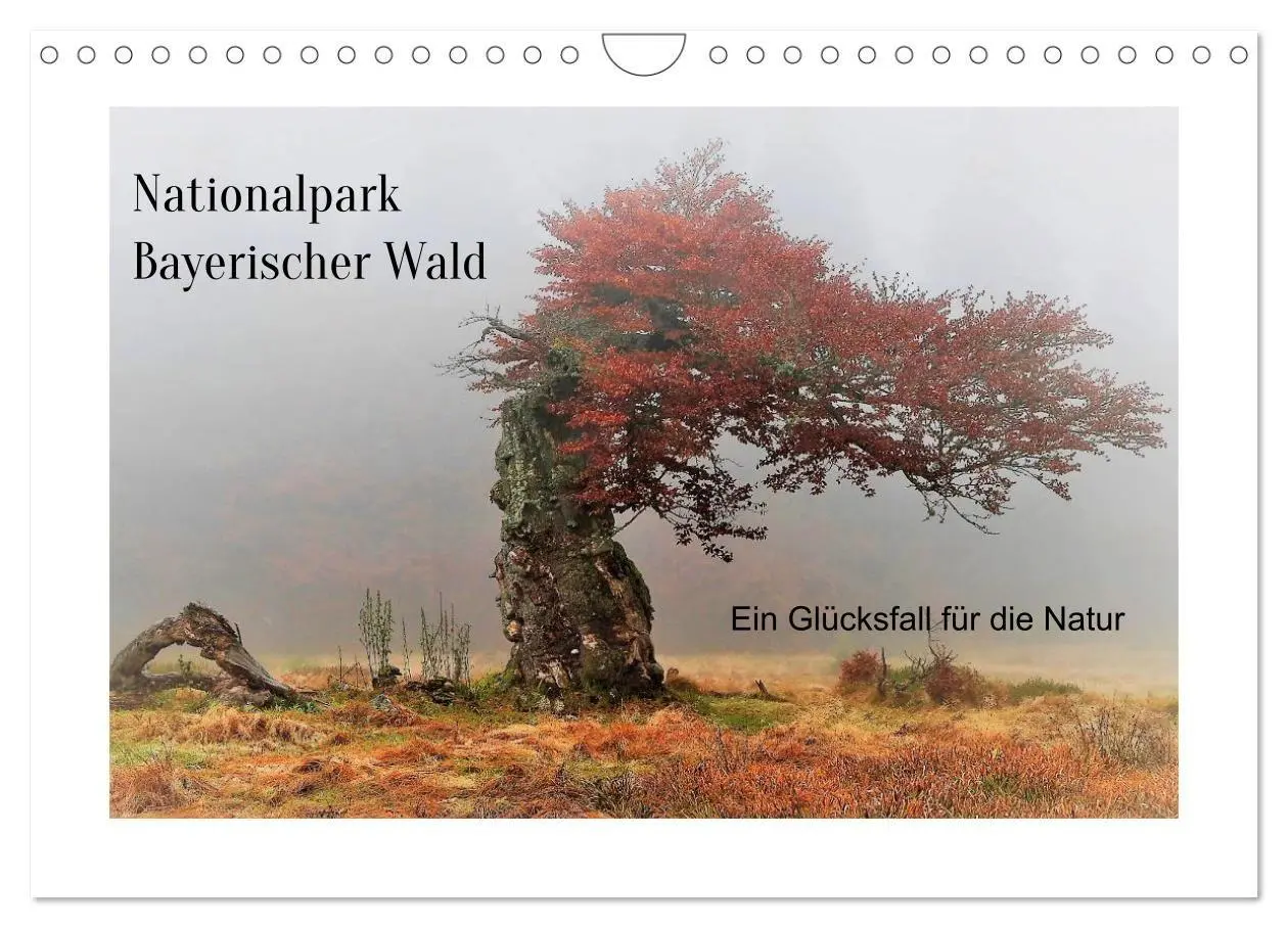 Cover: 9783516667271 | Ein Glücksfall für die Natur- Nationalpark Bayerischer Wald...