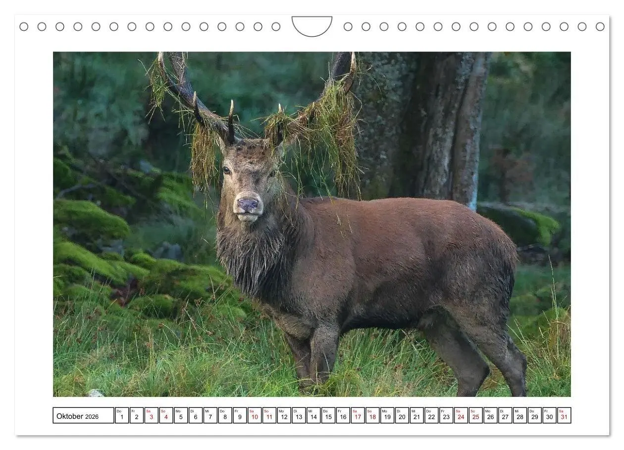 Bild: 9783516667271 | Ein Glücksfall für die Natur- Nationalpark Bayerischer Wald...