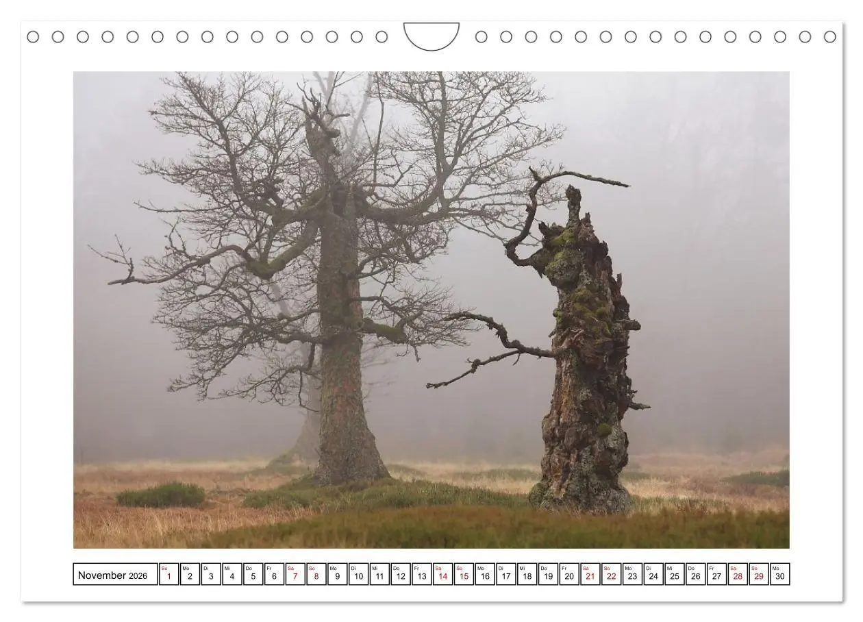 Bild: 9783516667271 | Ein Glücksfall für die Natur- Nationalpark Bayerischer Wald...