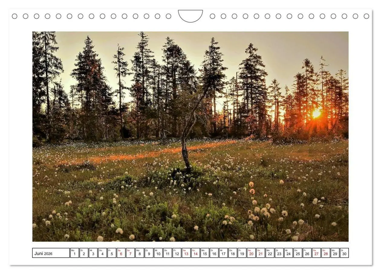 Bild: 9783516667271 | Ein Glücksfall für die Natur- Nationalpark Bayerischer Wald...