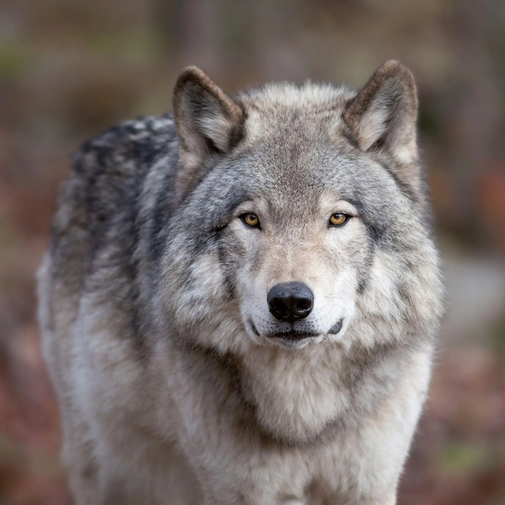 Bild: 9783959297271 | Wölfe / Wolves 2027 | Kalender 2027 | Kalender | Artwork Edition