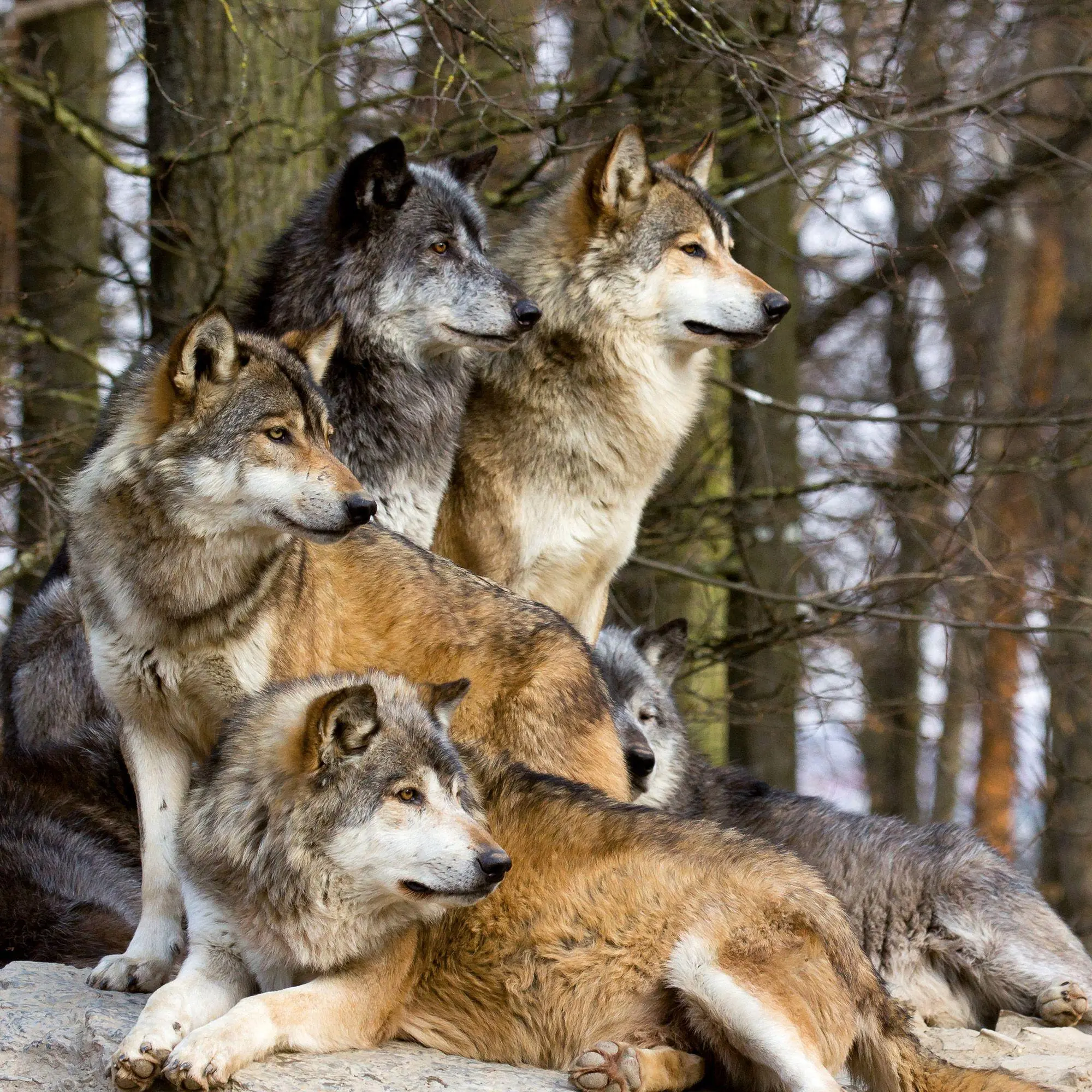 Bild: 9783959297271 | Wölfe / Wolves 2027 | Kalender 2027 | Kalender | Artwork Edition