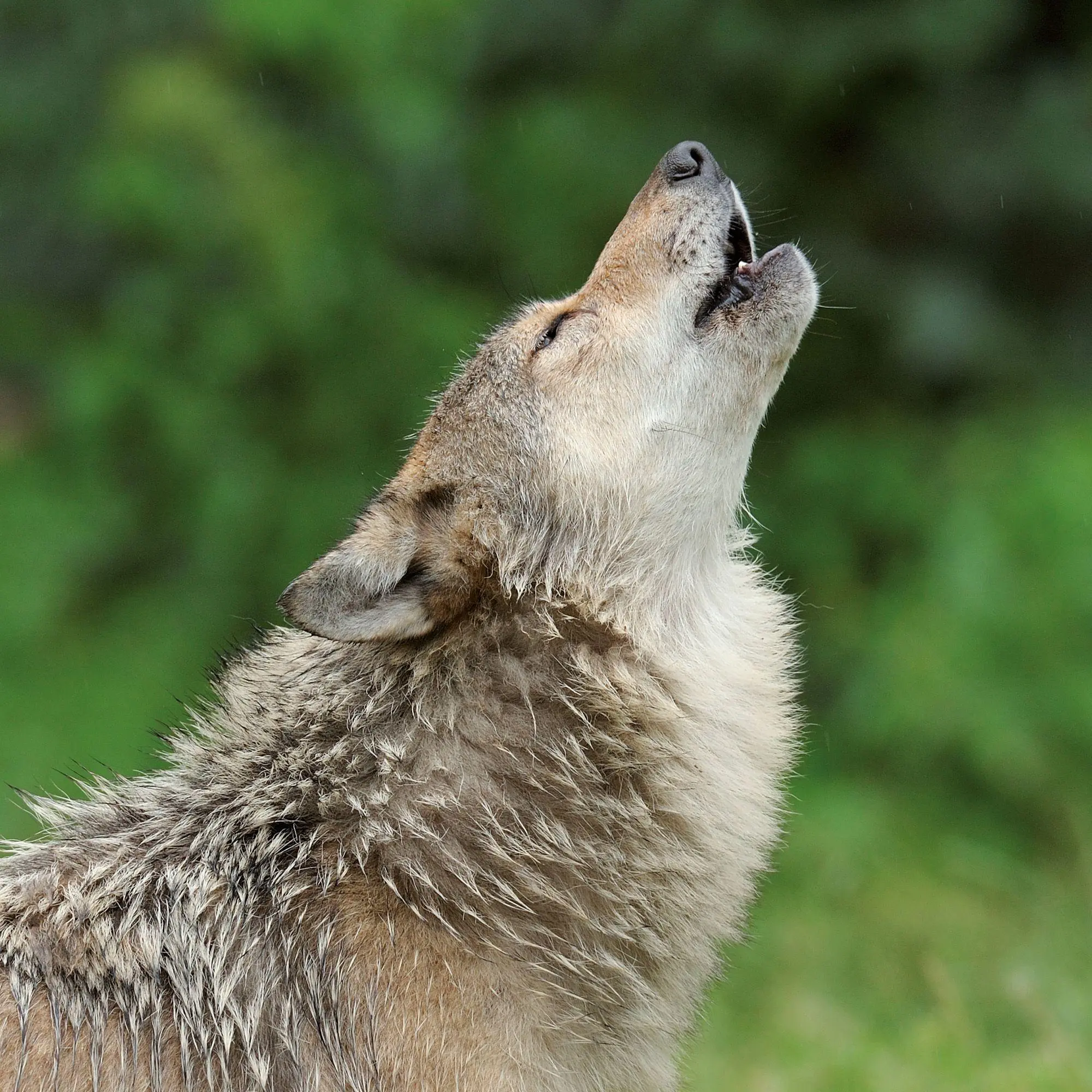 Bild: 9783959297271 | Wölfe / Wolves 2027 | Kalender 2027 | Kalender | Artwork Edition