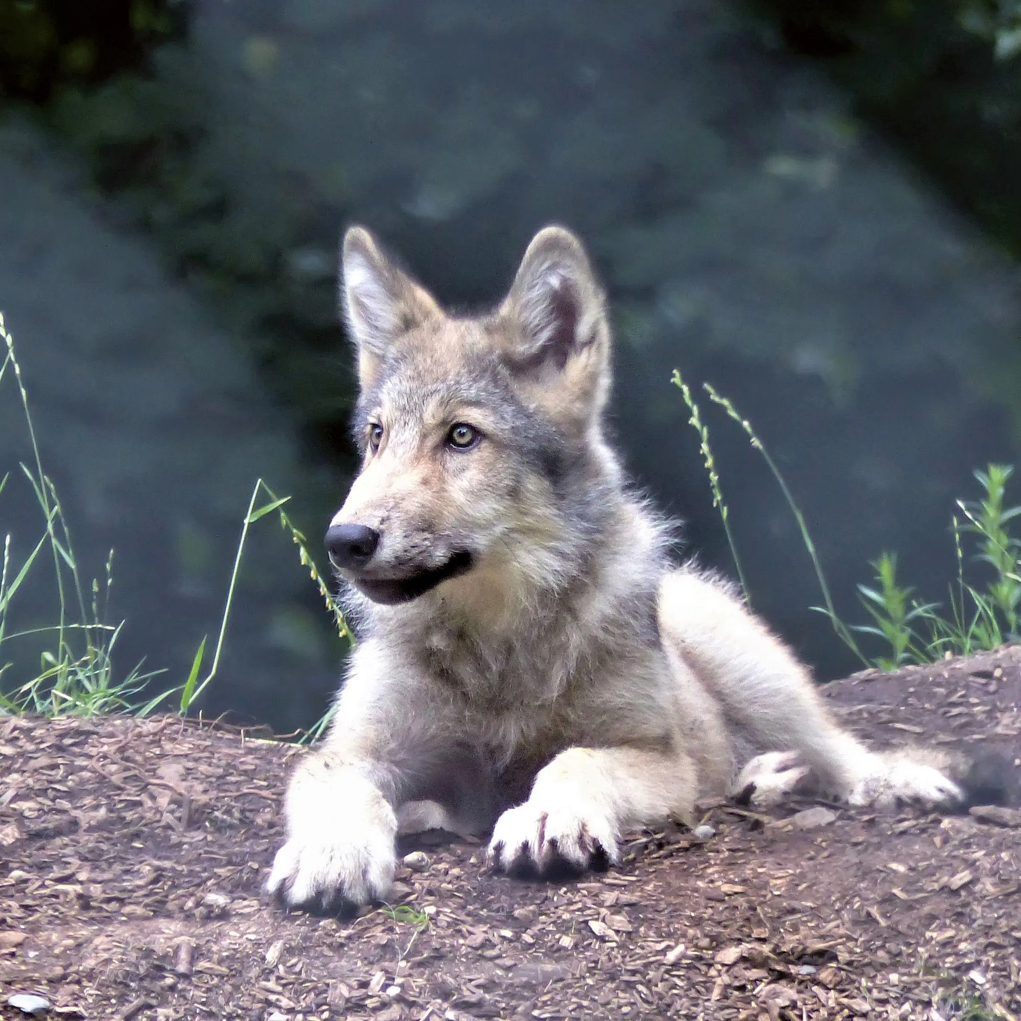 Bild: 9783959297271 | Wölfe / Wolves 2027 | Kalender 2027 | Kalender | Artwork Edition