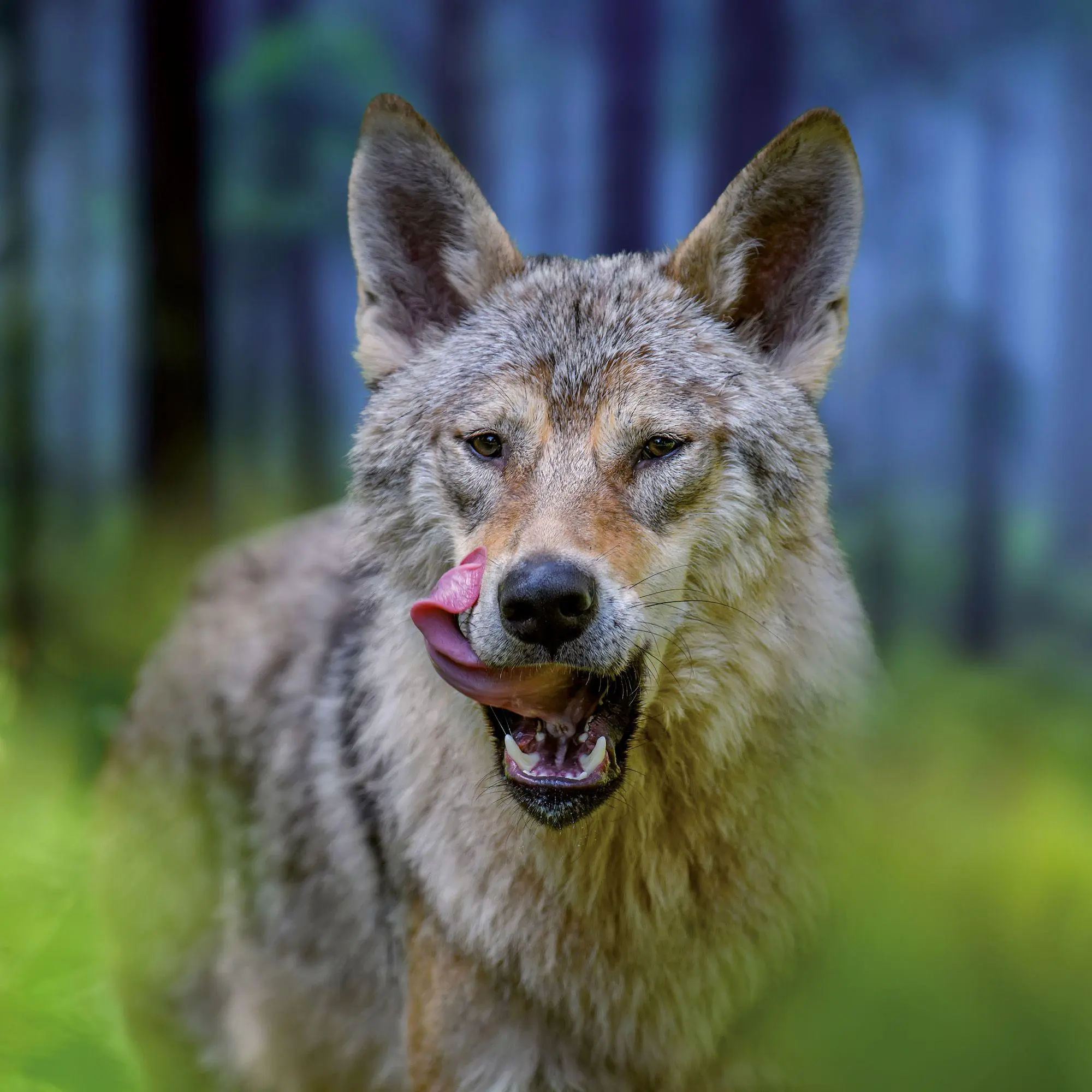 Bild: 9783959297271 | Wölfe / Wolves 2027 | Kalender 2027 | Kalender | Artwork Edition