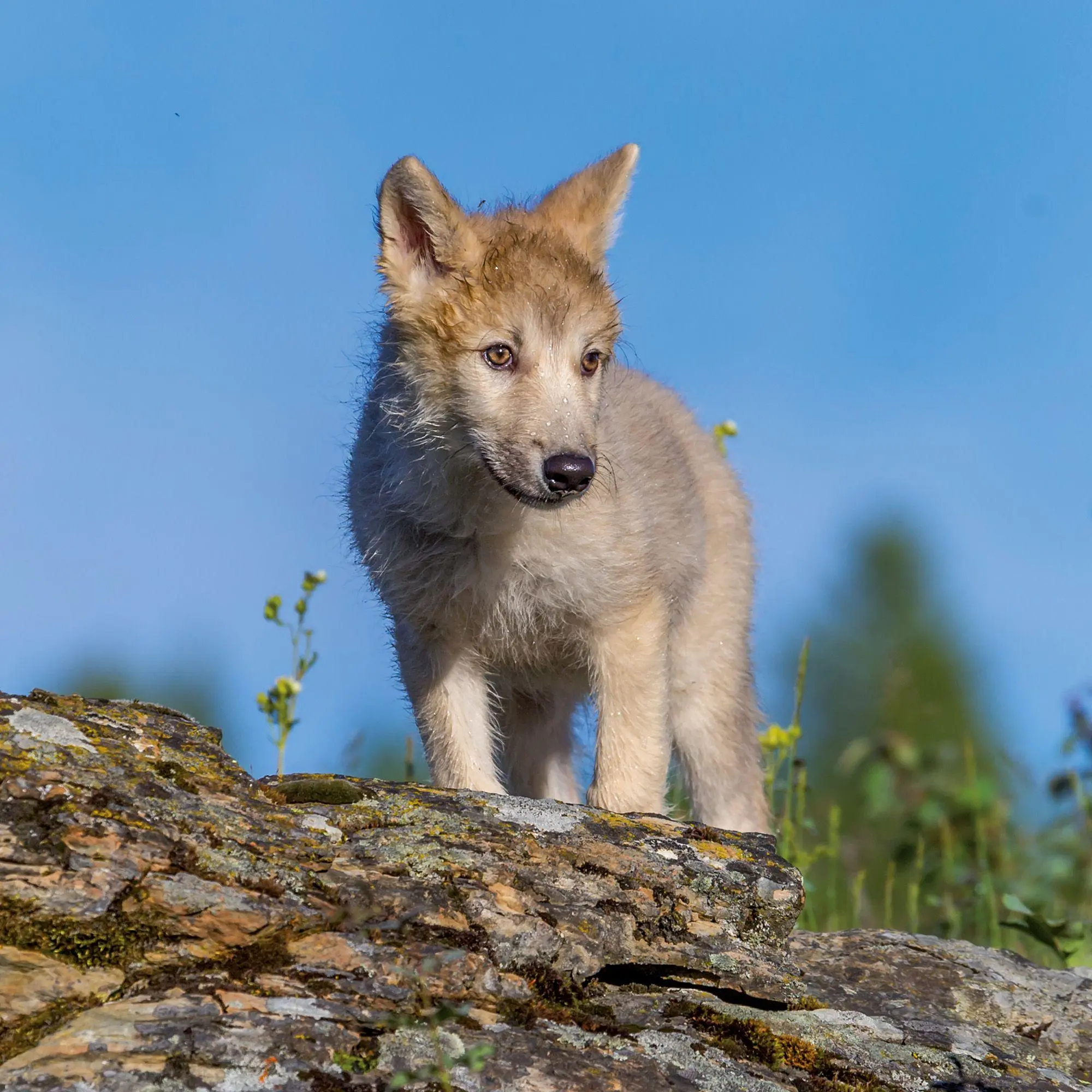 Bild: 9783959297271 | Wölfe / Wolves 2027 | Kalender 2027 | Kalender | Artwork Edition