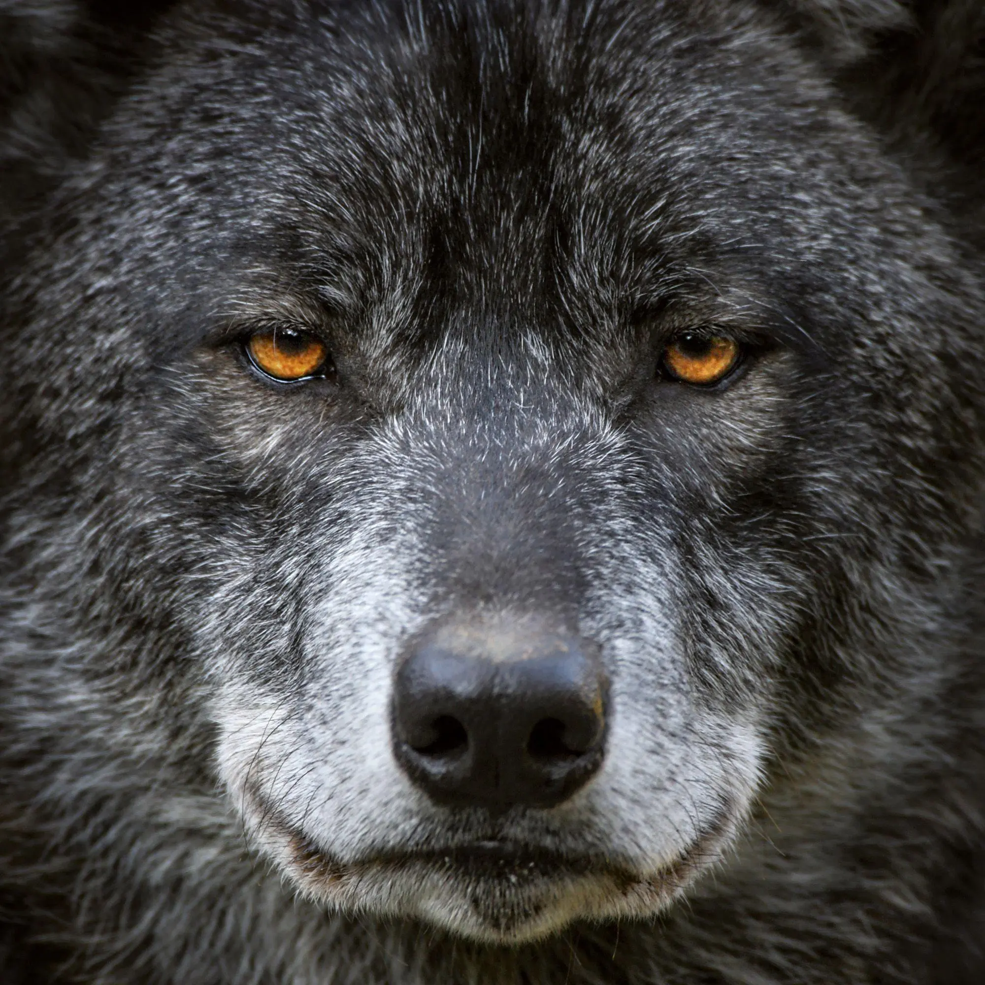 Bild: 9783959297271 | Wölfe / Wolves 2027 | Kalender 2027 | Kalender | Artwork Edition