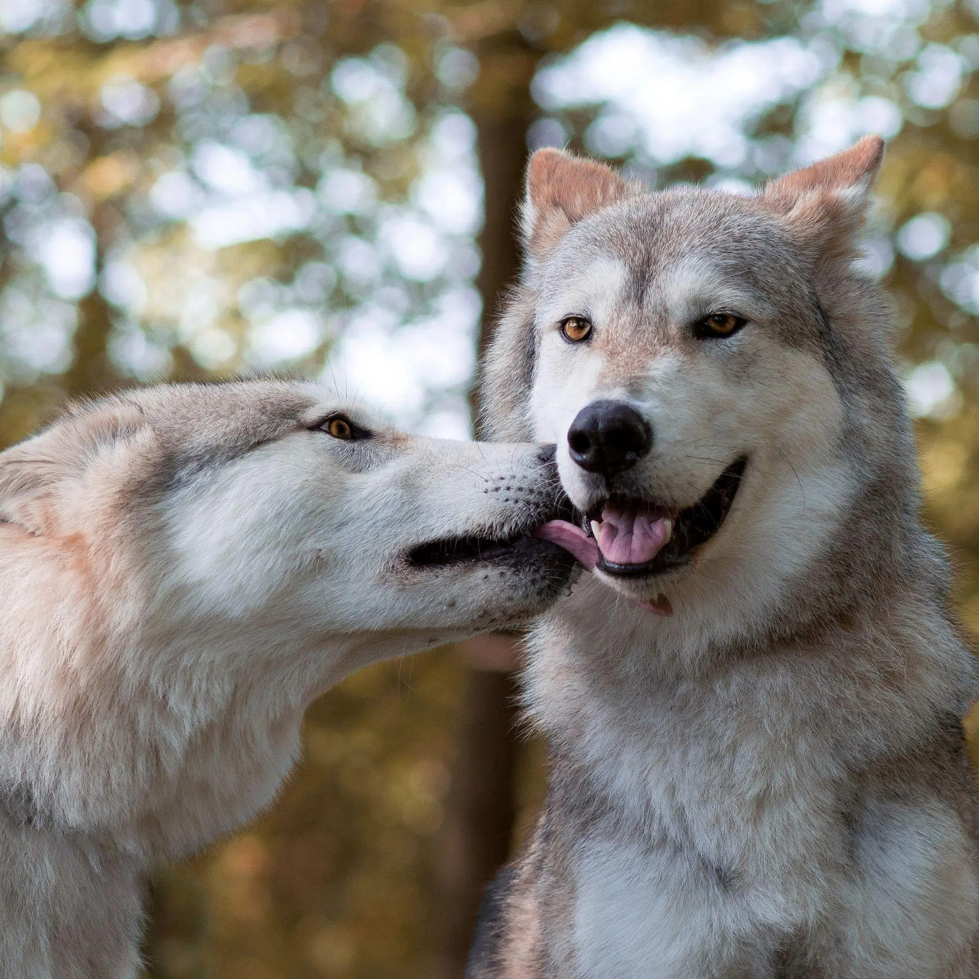 Bild: 9783959297271 | Wölfe / Wolves 2027 | Kalender 2027 | Kalender | Artwork Edition