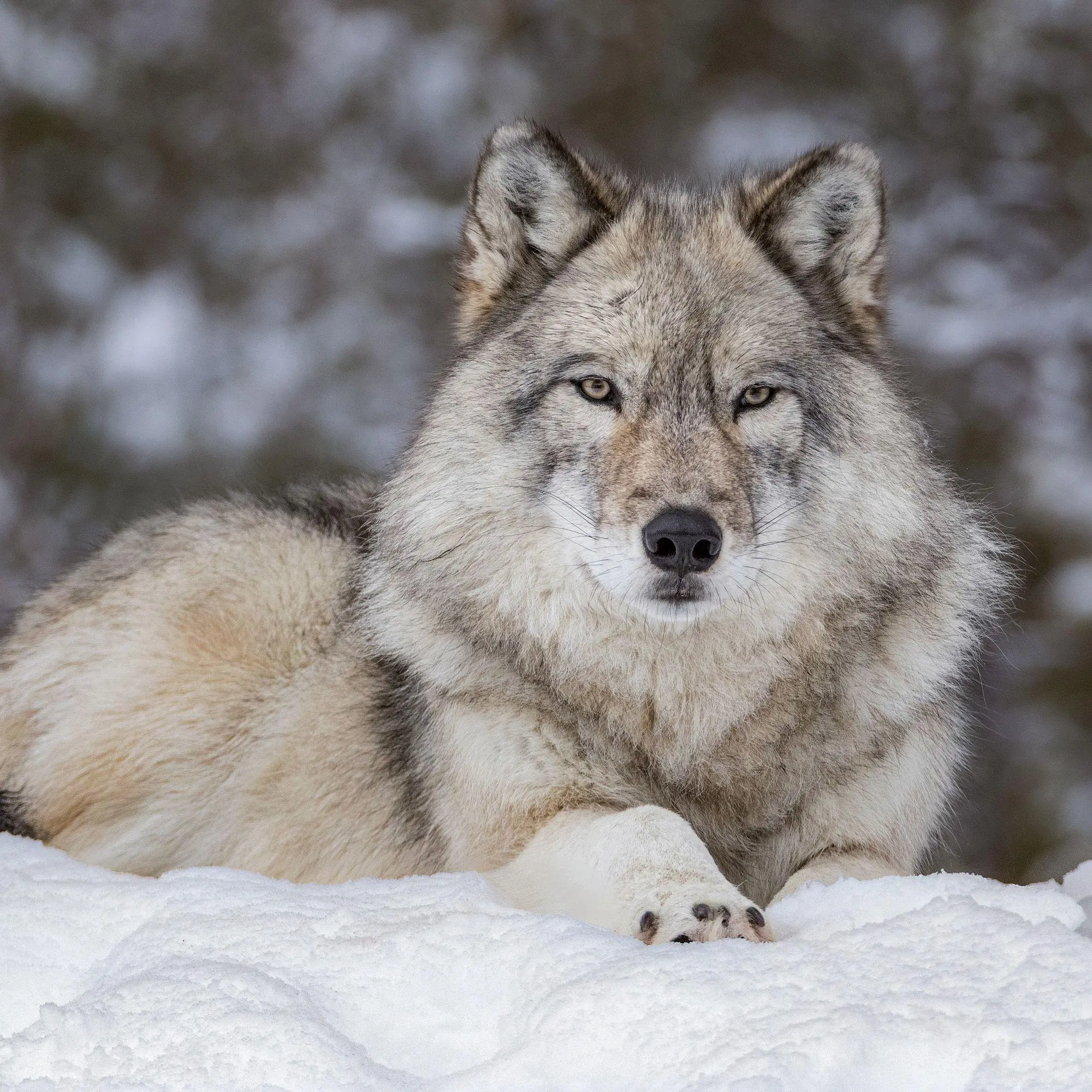 Bild: 9783959297271 | Wölfe / Wolves 2027 | Kalender 2027 | Kalender | Artwork Edition