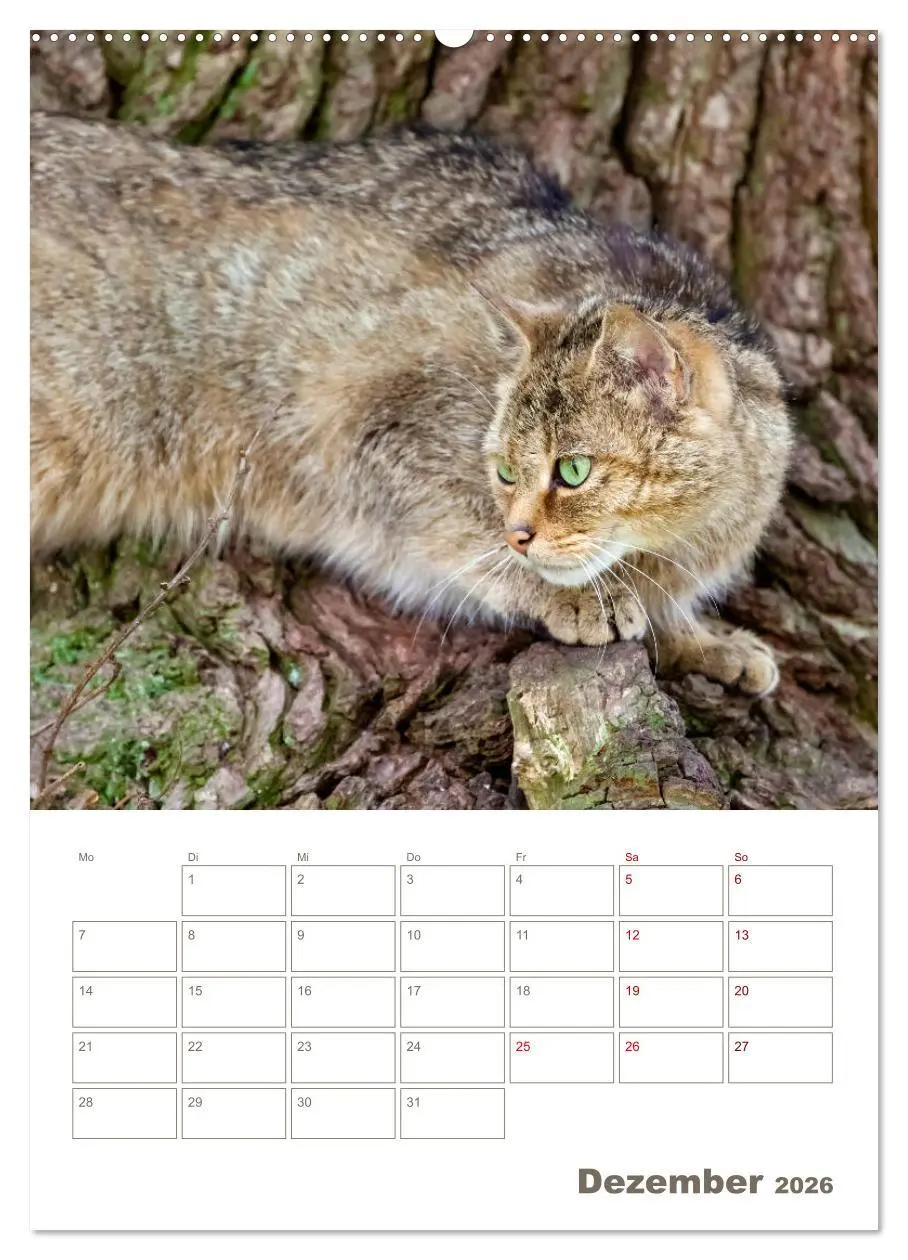 Bild: 9783516407471 | Europäische Wildkatzen - Jahresplaner (Wandkalender 2026 DIN A2...