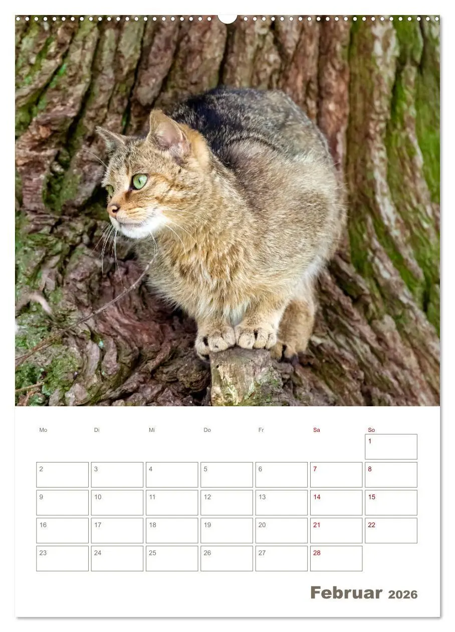Bild: 9783516407471 | Europäische Wildkatzen - Jahresplaner (Wandkalender 2026 DIN A2...