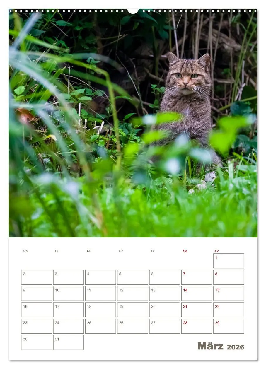 Bild: 9783516407471 | Europäische Wildkatzen - Jahresplaner (Wandkalender 2026 DIN A2...