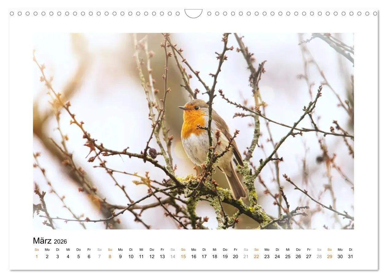 Bild: 9783457537671 | Zauberhafte Rotkehlchen (Wandkalender 2026 DIN A3 quer), CALVENDO...