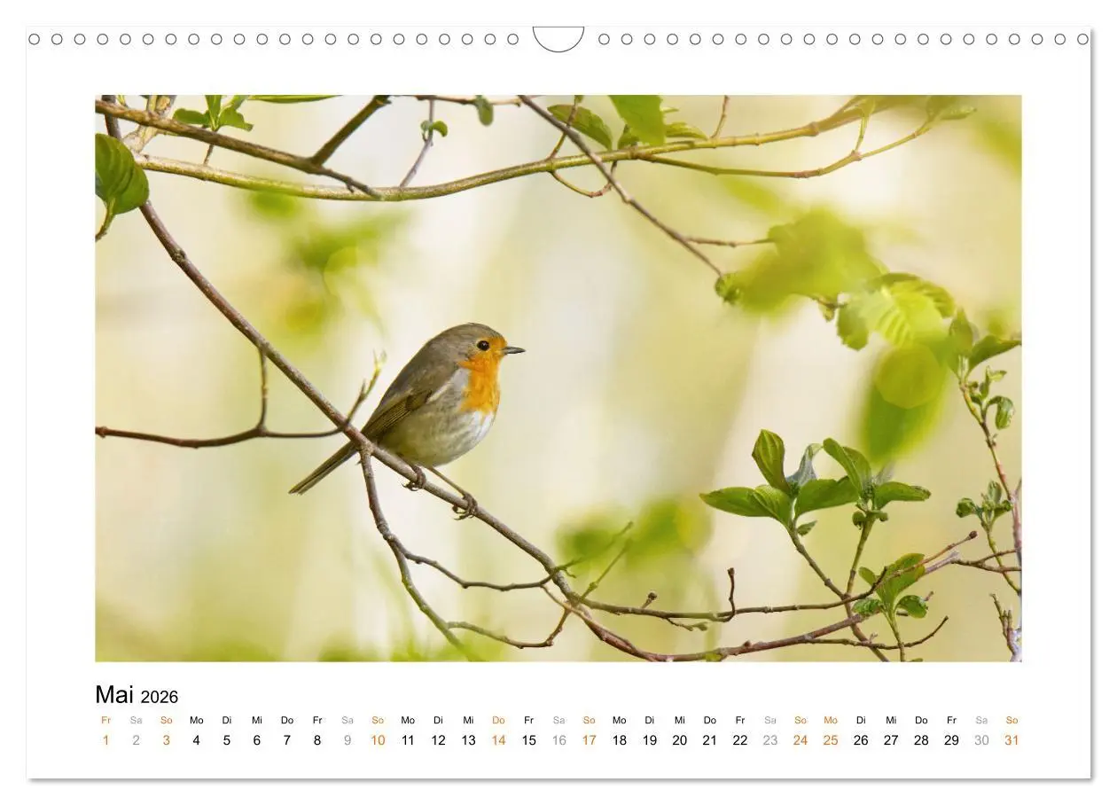 Bild: 9783457537671 | Zauberhafte Rotkehlchen (Wandkalender 2026 DIN A3 quer), CALVENDO...