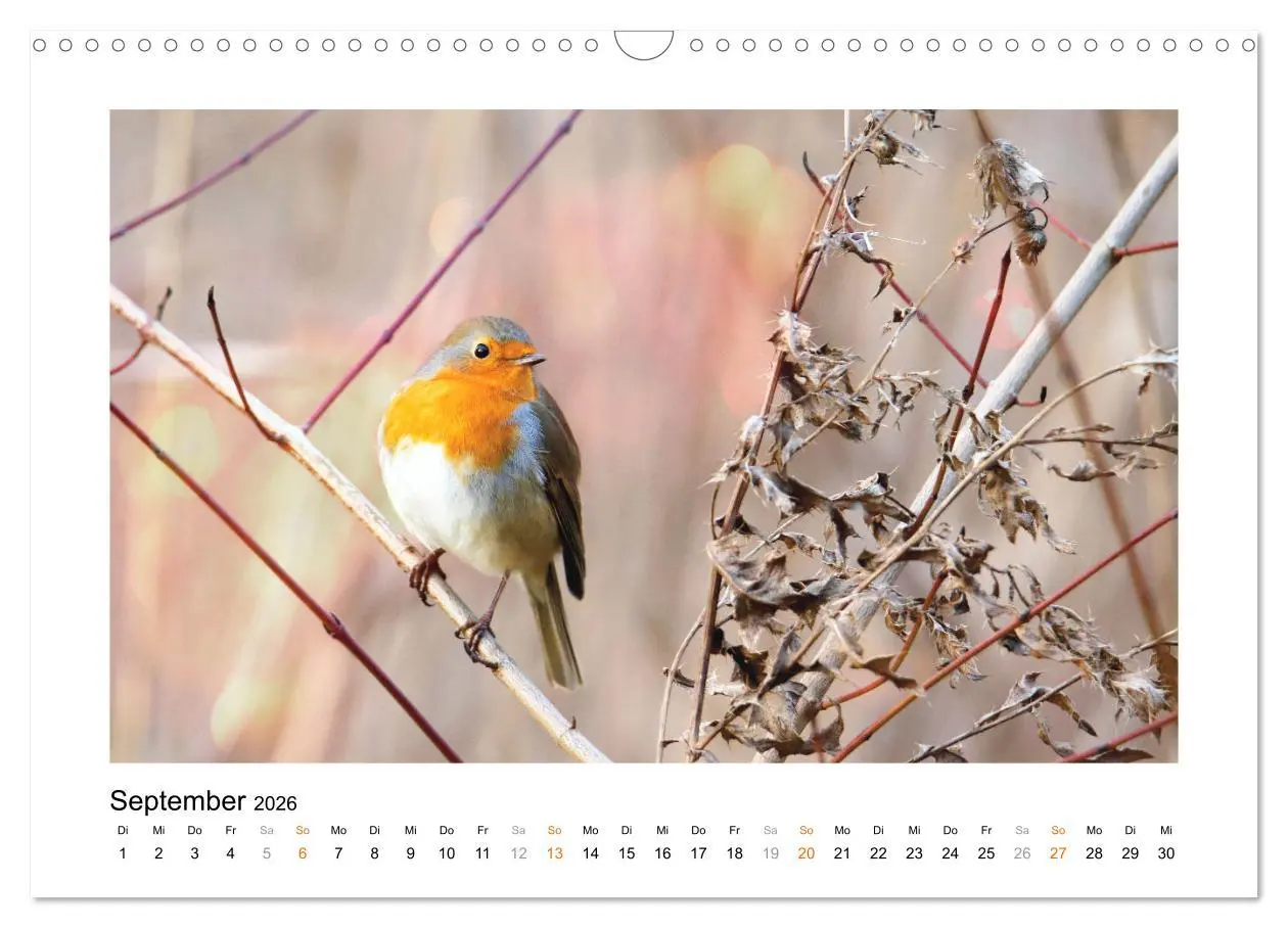 Bild: 9783457537671 | Zauberhafte Rotkehlchen (Wandkalender 2026 DIN A3 quer), CALVENDO...