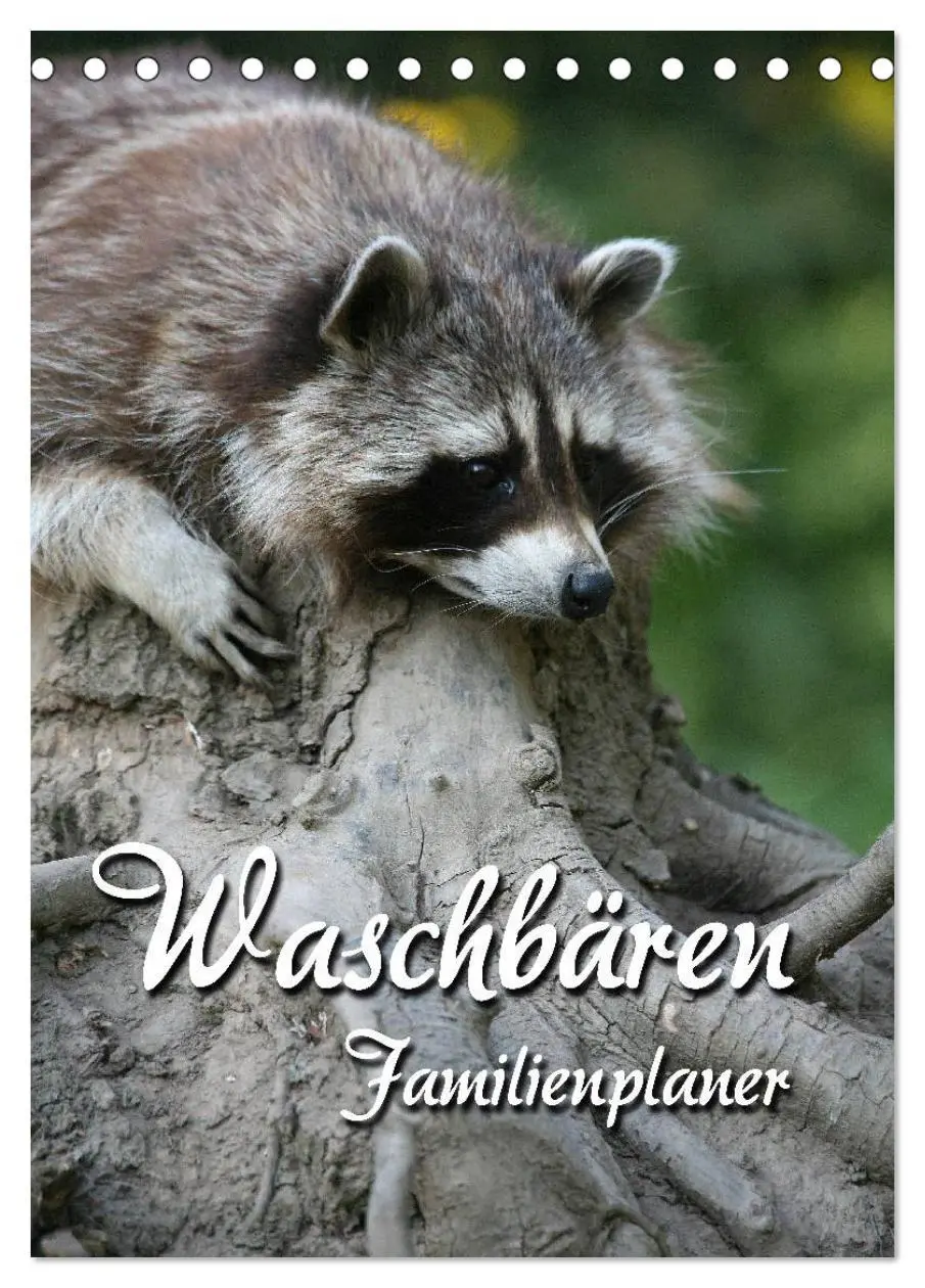 Cover: 9783516477771 | Waschbären Familienplaner (Tischkalender 2026 DIN A5 hoch),...