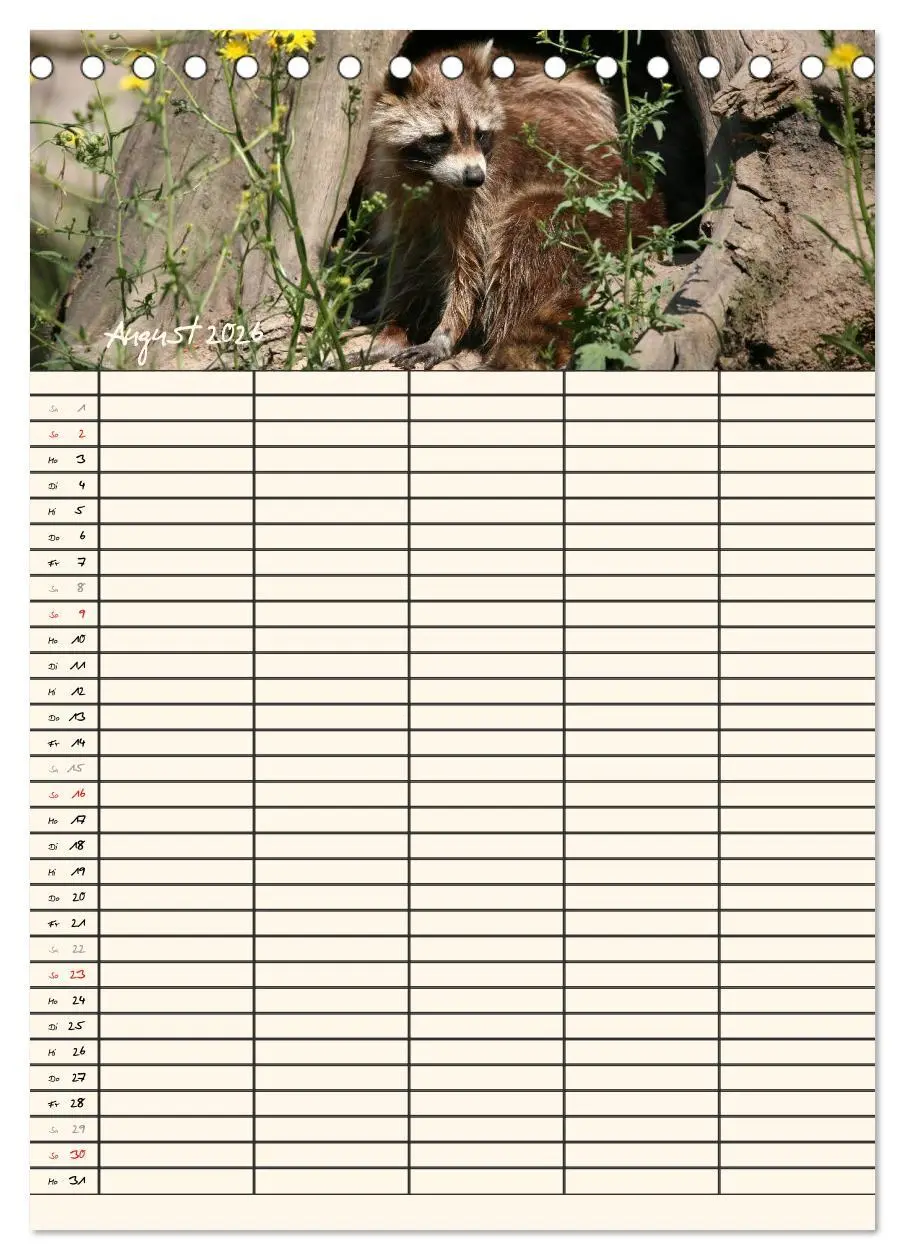 Bild: 9783516477771 | Waschbären Familienplaner (Tischkalender 2026 DIN A5 hoch),...