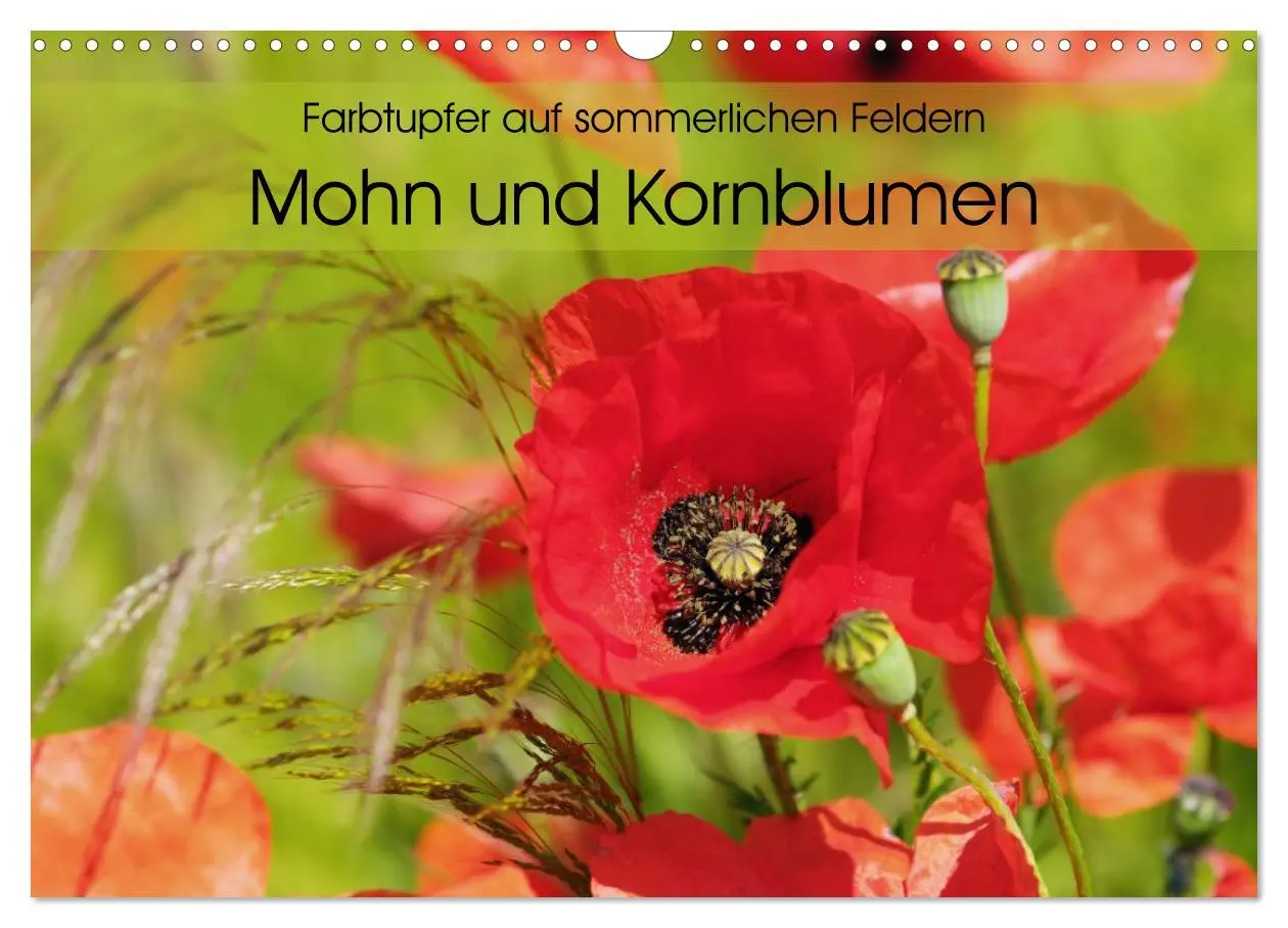 Cover: 9783516087871 | Farbtupfer auf sommerlichen Feldern - Mohn und Kornblumen...