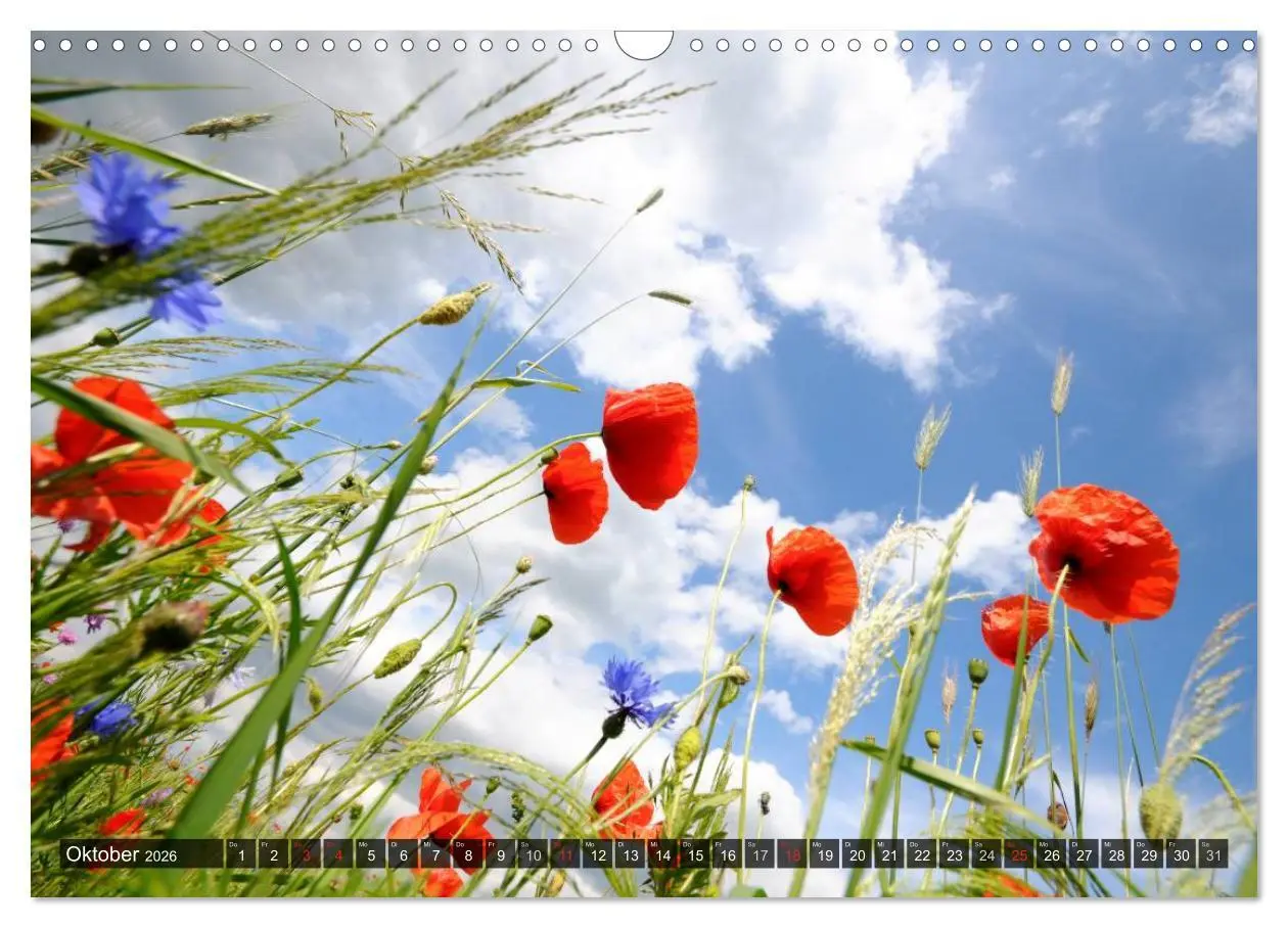 Bild: 9783516087871 | Farbtupfer auf sommerlichen Feldern - Mohn und Kornblumen...