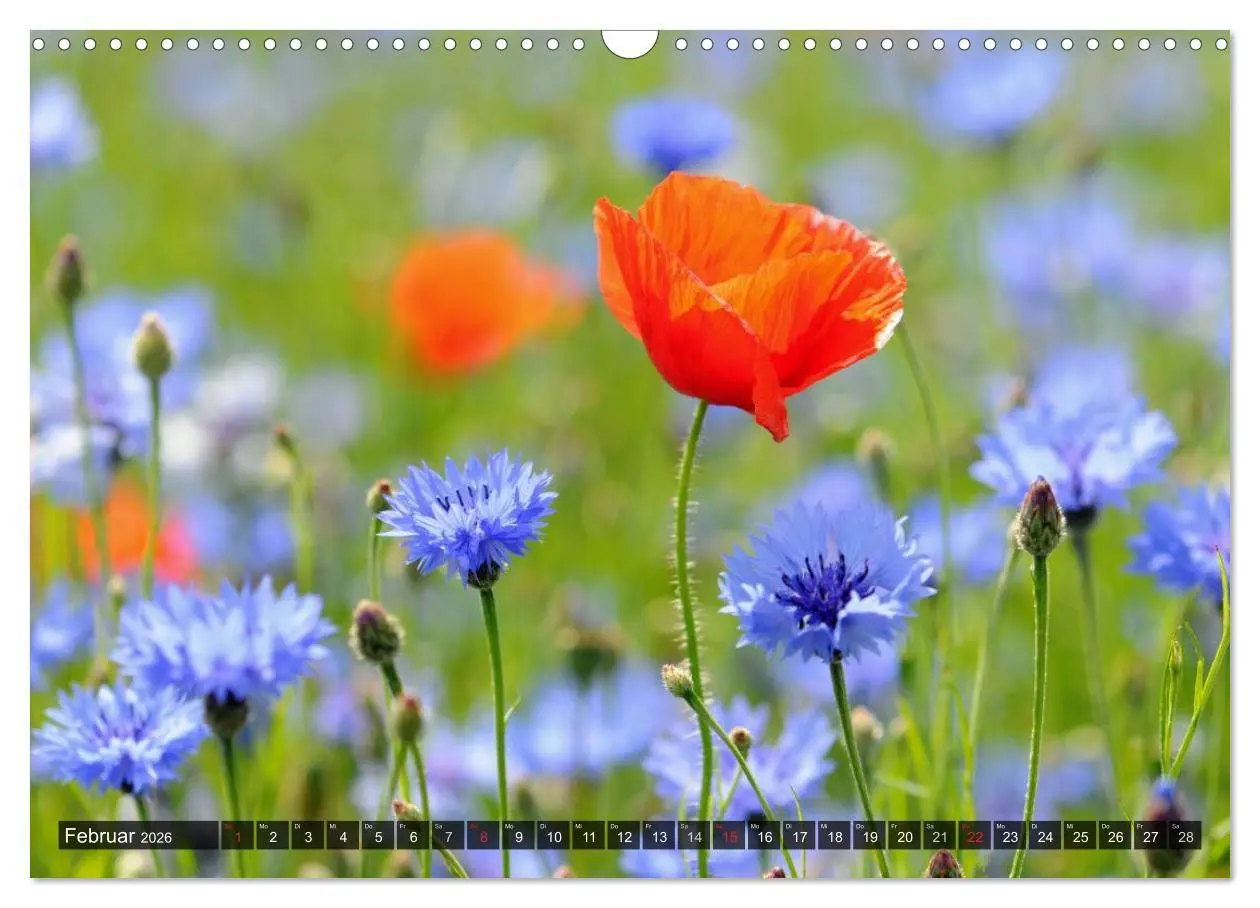 Bild: 9783516087871 | Farbtupfer auf sommerlichen Feldern - Mohn und Kornblumen...