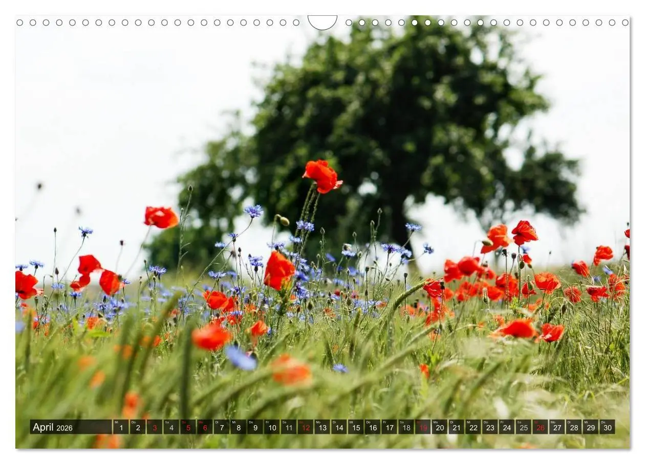 Bild: 9783516087871 | Farbtupfer auf sommerlichen Feldern - Mohn und Kornblumen...