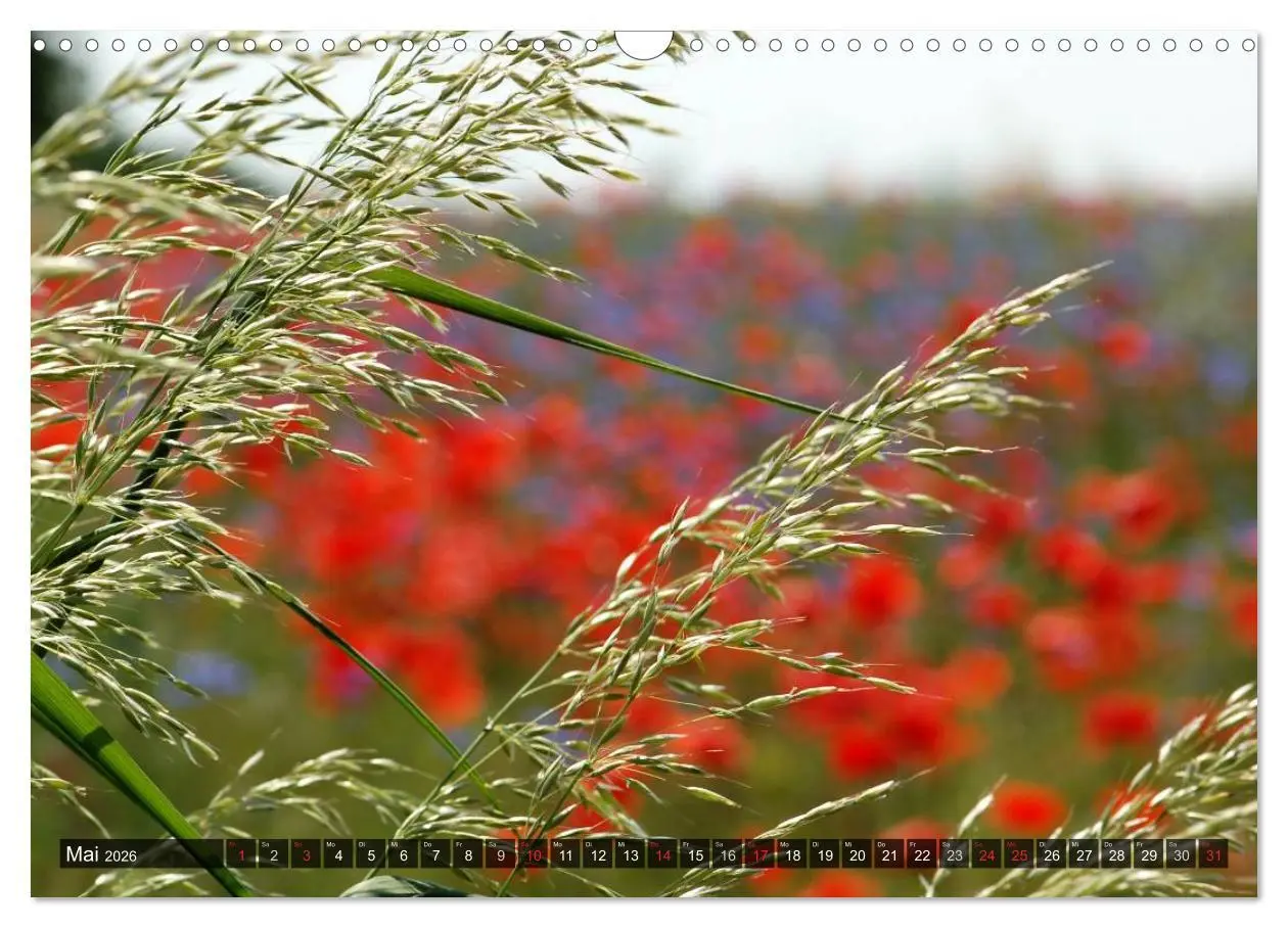 Bild: 9783516087871 | Farbtupfer auf sommerlichen Feldern - Mohn und Kornblumen...