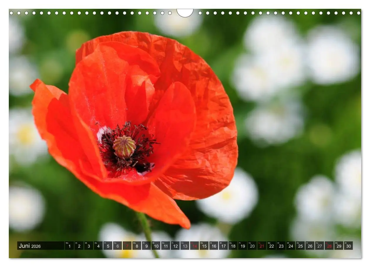 Bild: 9783516087871 | Farbtupfer auf sommerlichen Feldern - Mohn und Kornblumen...