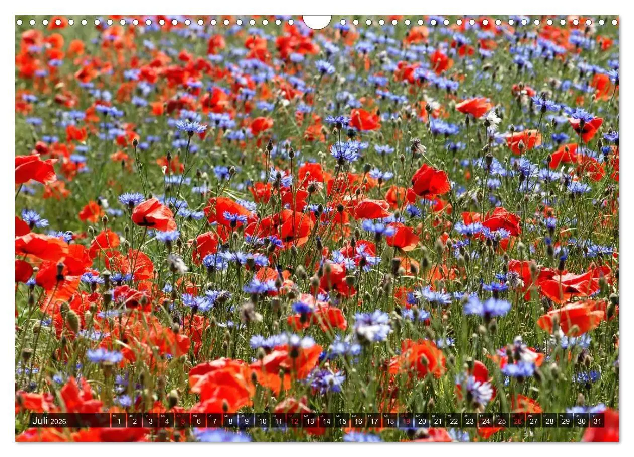 Bild: 9783516087871 | Farbtupfer auf sommerlichen Feldern - Mohn und Kornblumen...