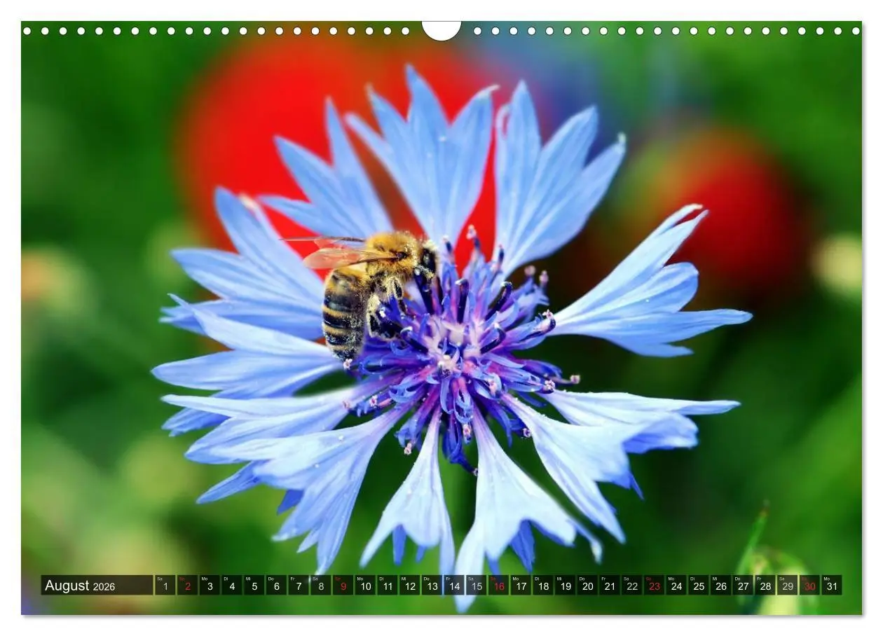 Bild: 9783516087871 | Farbtupfer auf sommerlichen Feldern - Mohn und Kornblumen...