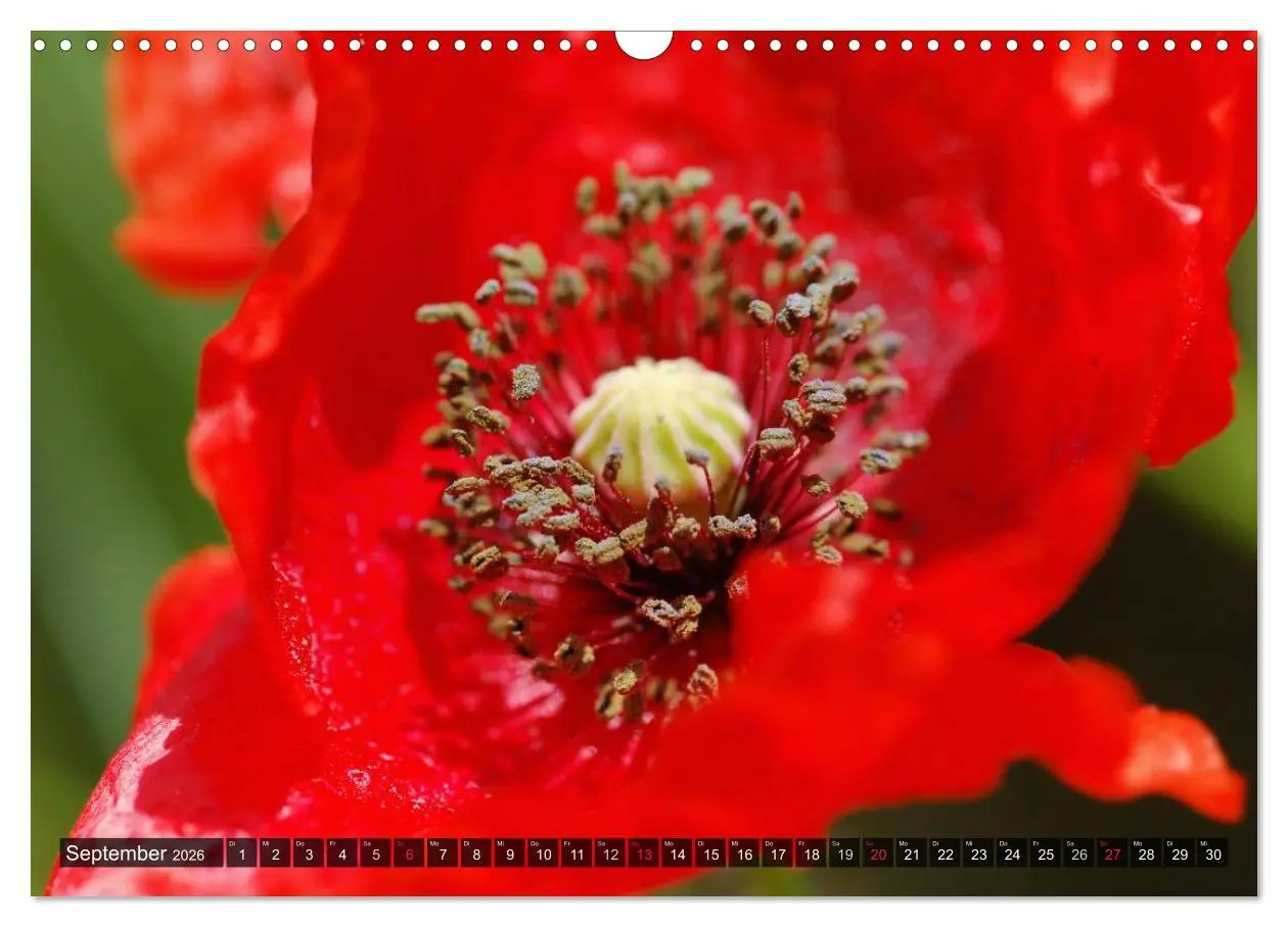 Bild: 9783516087871 | Farbtupfer auf sommerlichen Feldern - Mohn und Kornblumen...