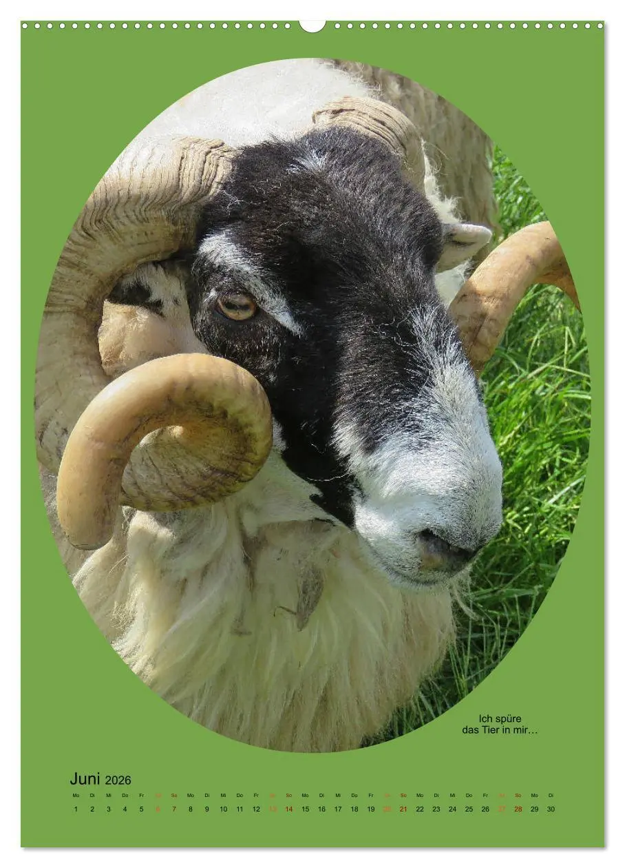 Bild: 9783516397871 | Scharfe Portraits (Wandkalender 2026 DIN A2 hoch), CALVENDO...