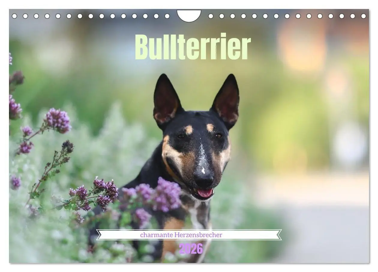 Cover: 9783516697971 | Bullterrier - charmante Herzensbrecher (Wandkalender 2026 DIN A4...