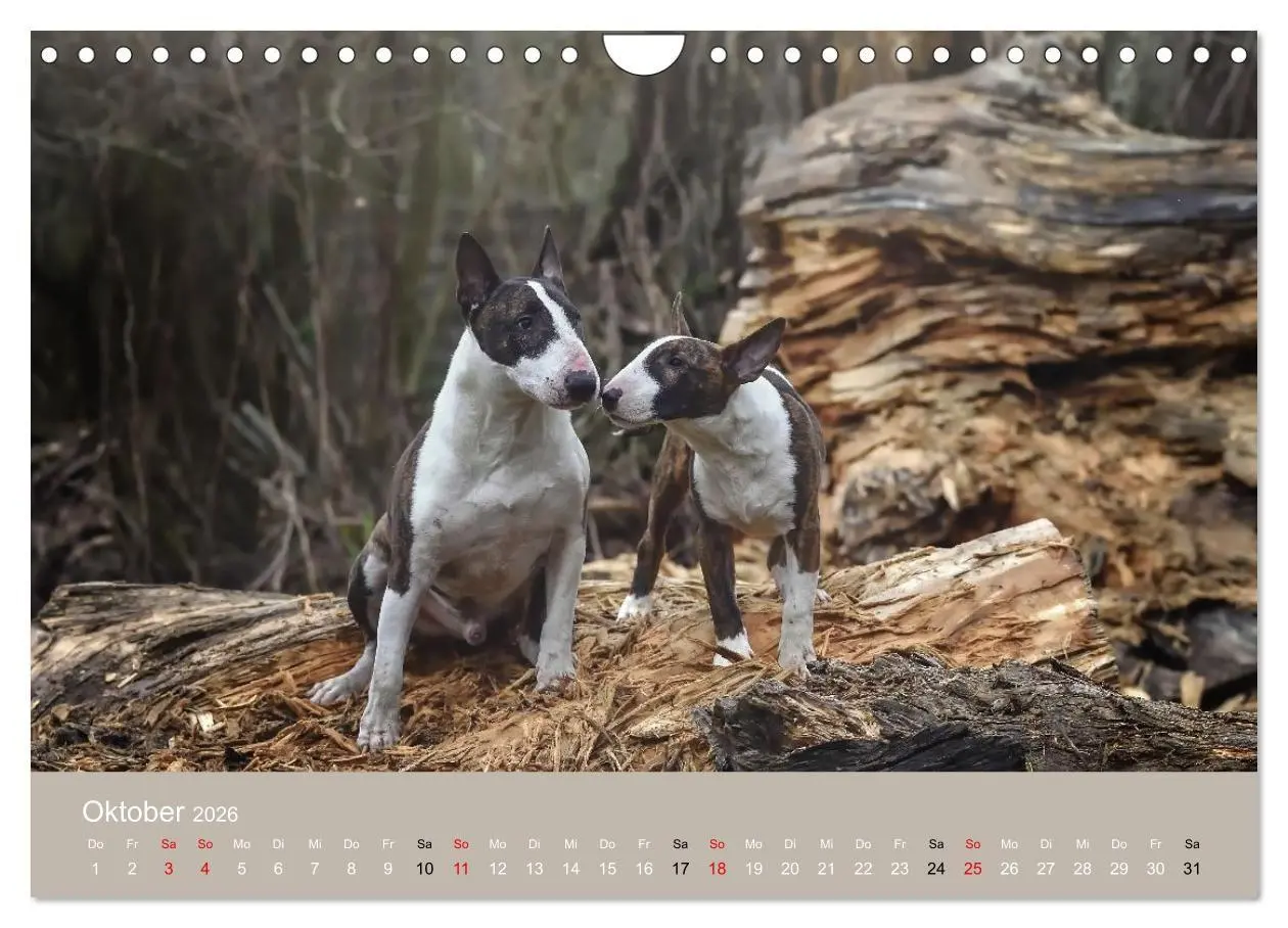 Bild: 9783516697971 | Bullterrier - charmante Herzensbrecher (Wandkalender 2026 DIN A4...