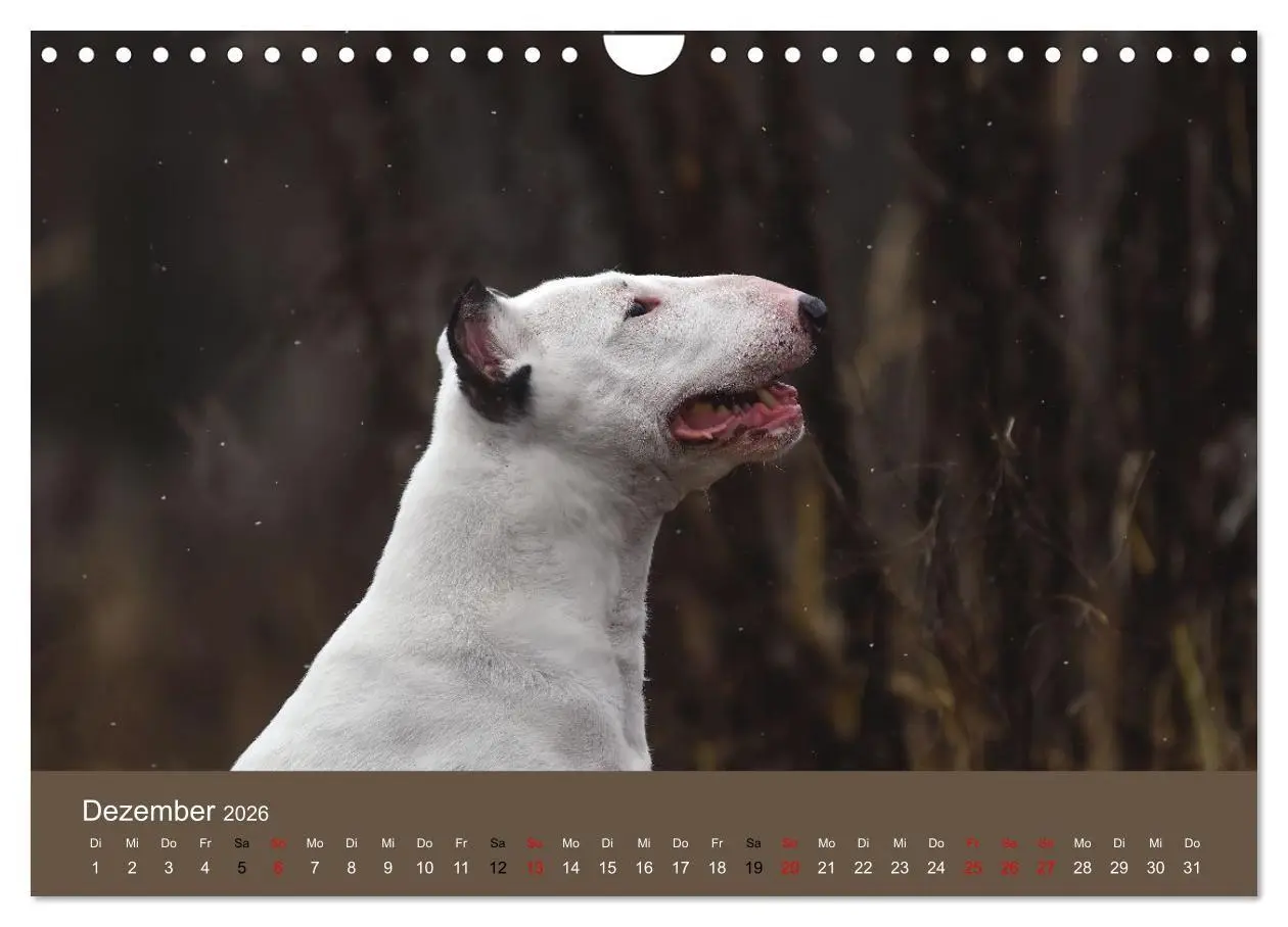 Bild: 9783516697971 | Bullterrier - charmante Herzensbrecher (Wandkalender 2026 DIN A4...