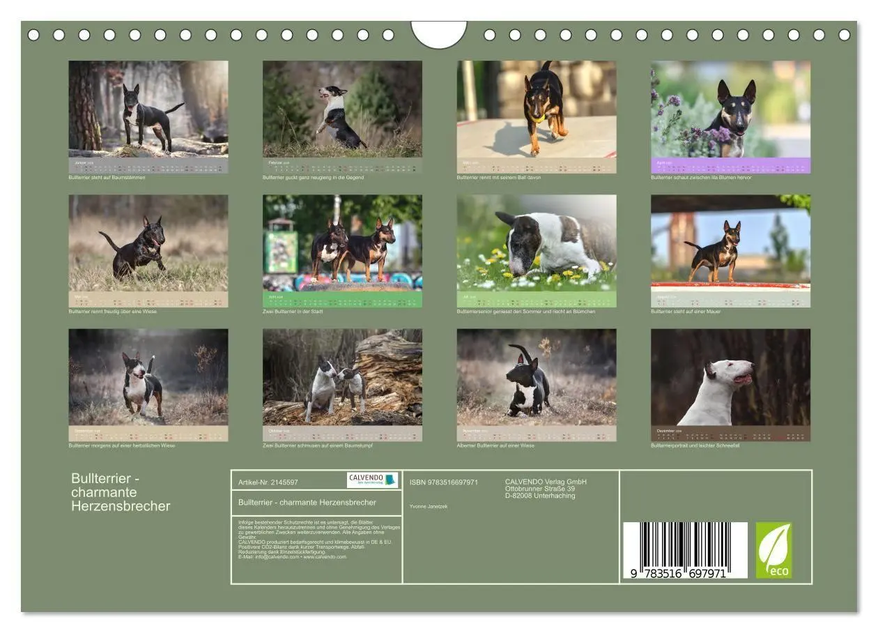 Bild: 9783516697971 | Bullterrier - charmante Herzensbrecher (Wandkalender 2026 DIN A4...
